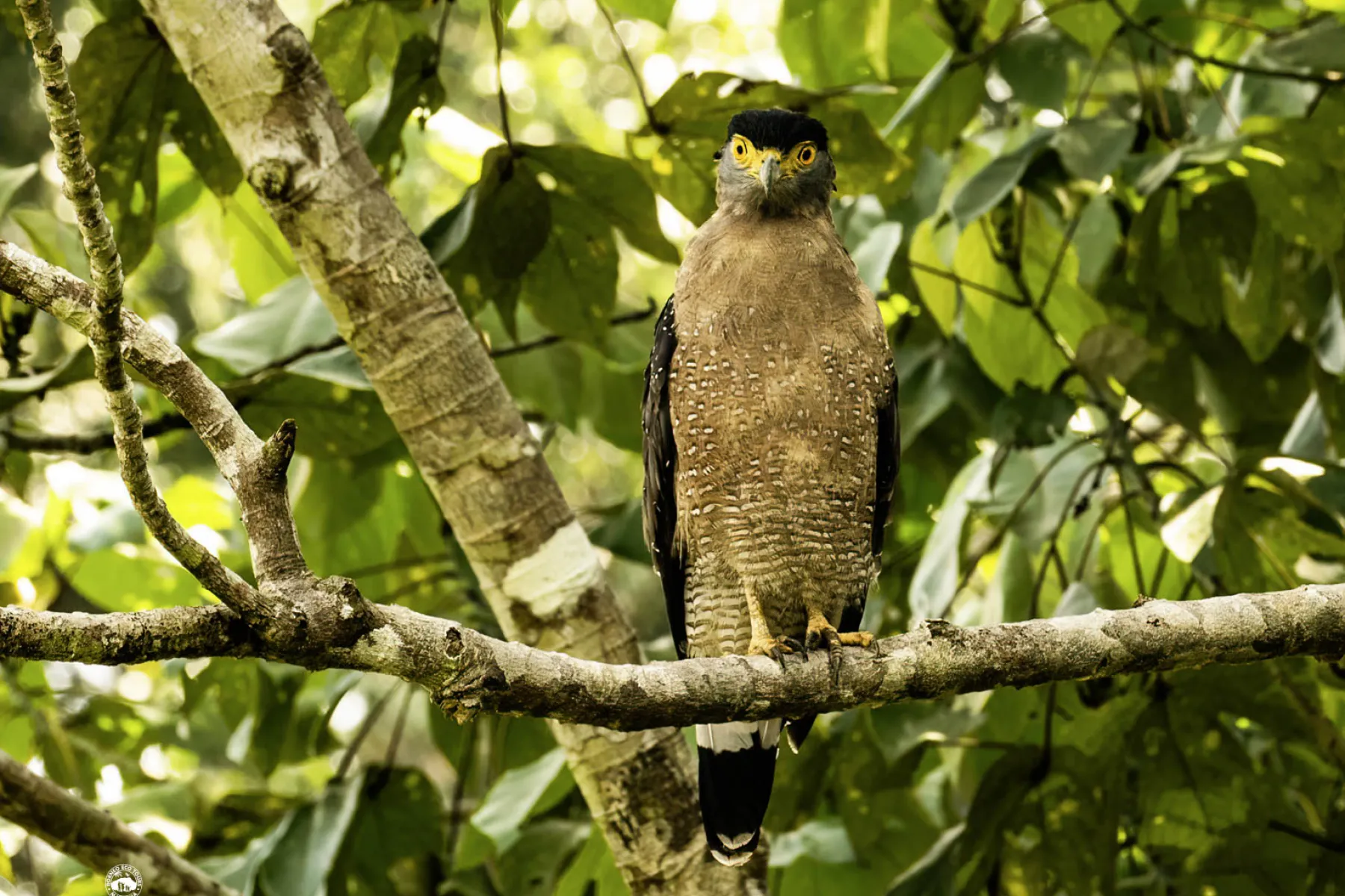 Crested serpent eagle
