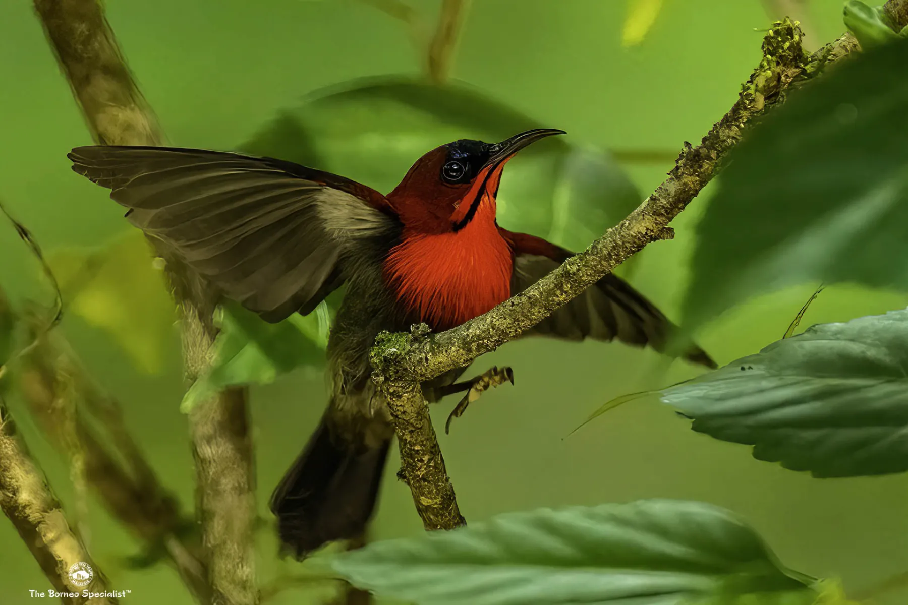 Crimson sunbird