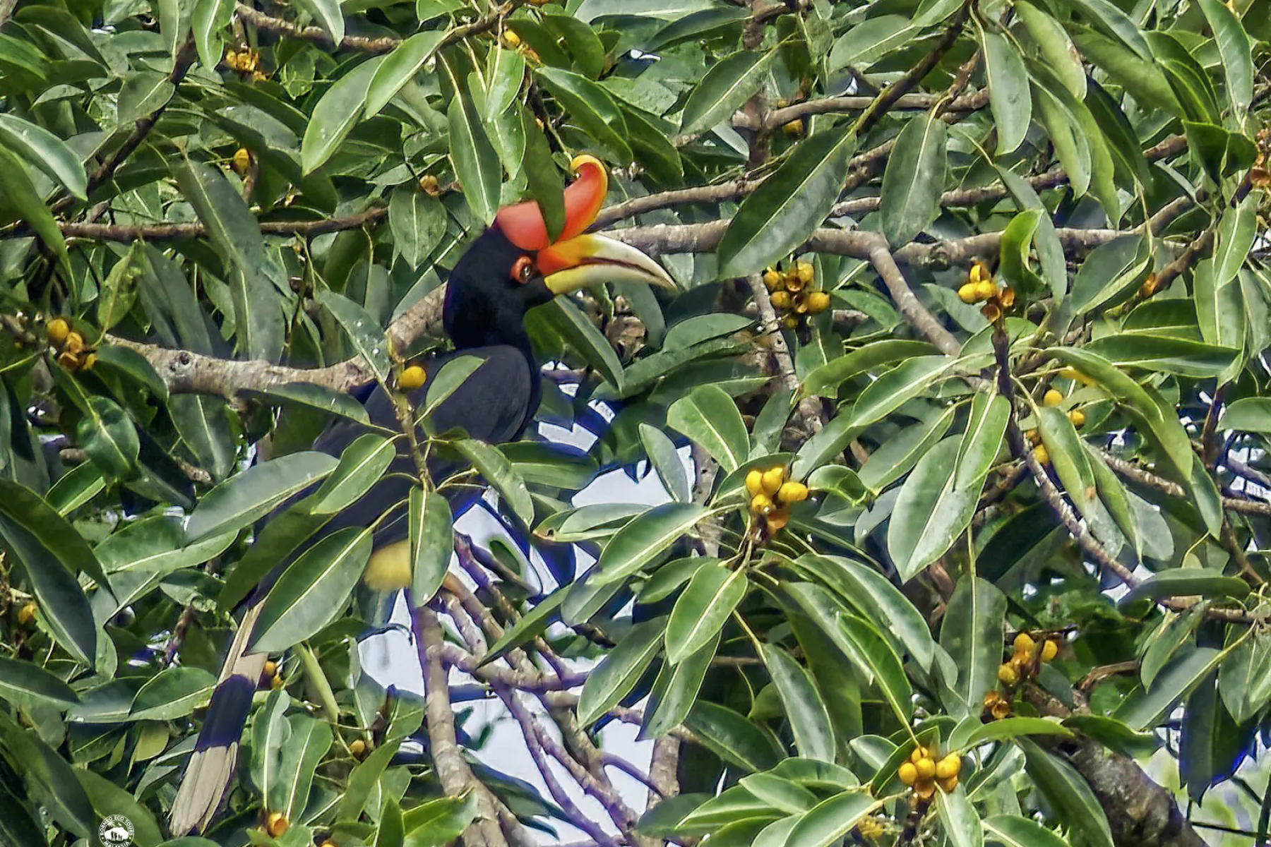 Rhinoceros hornbill