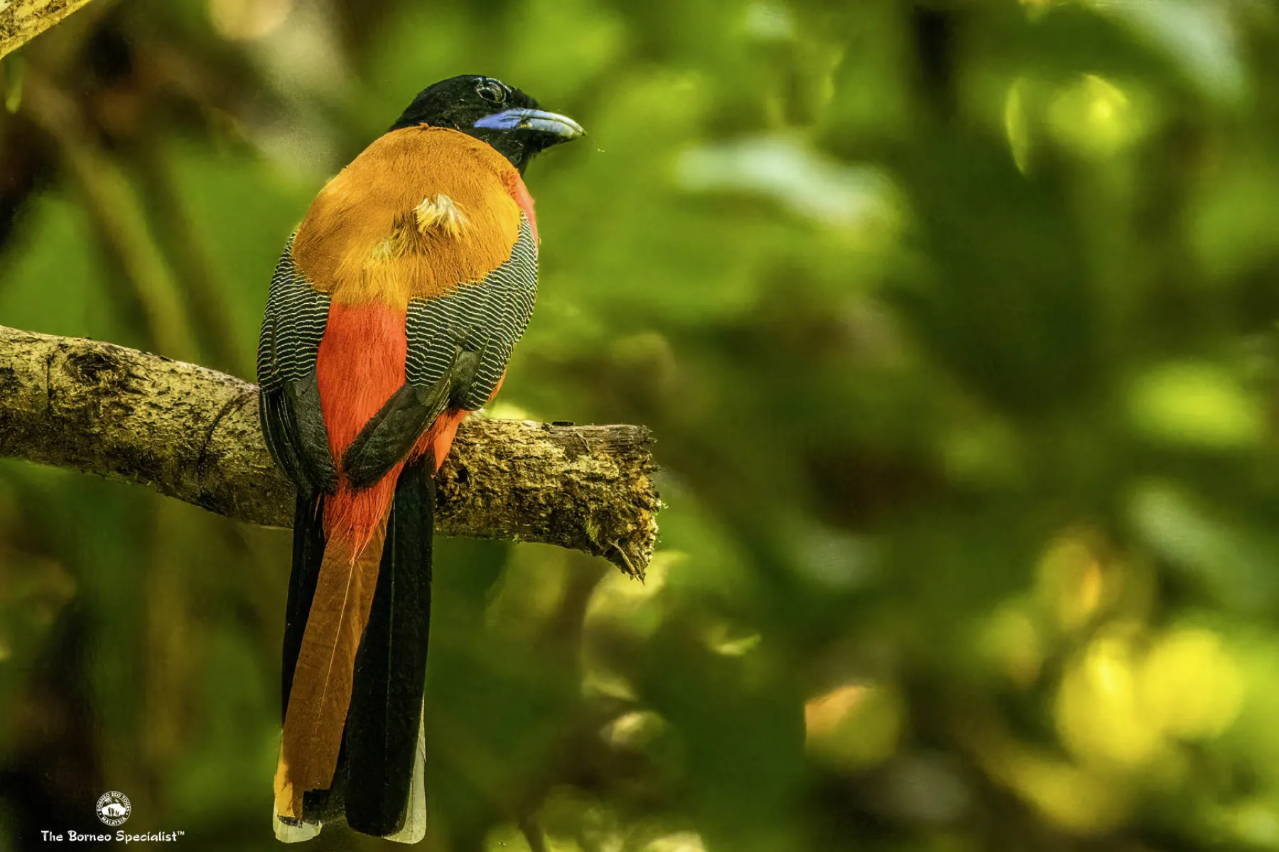 Scarlet-rumped trogon