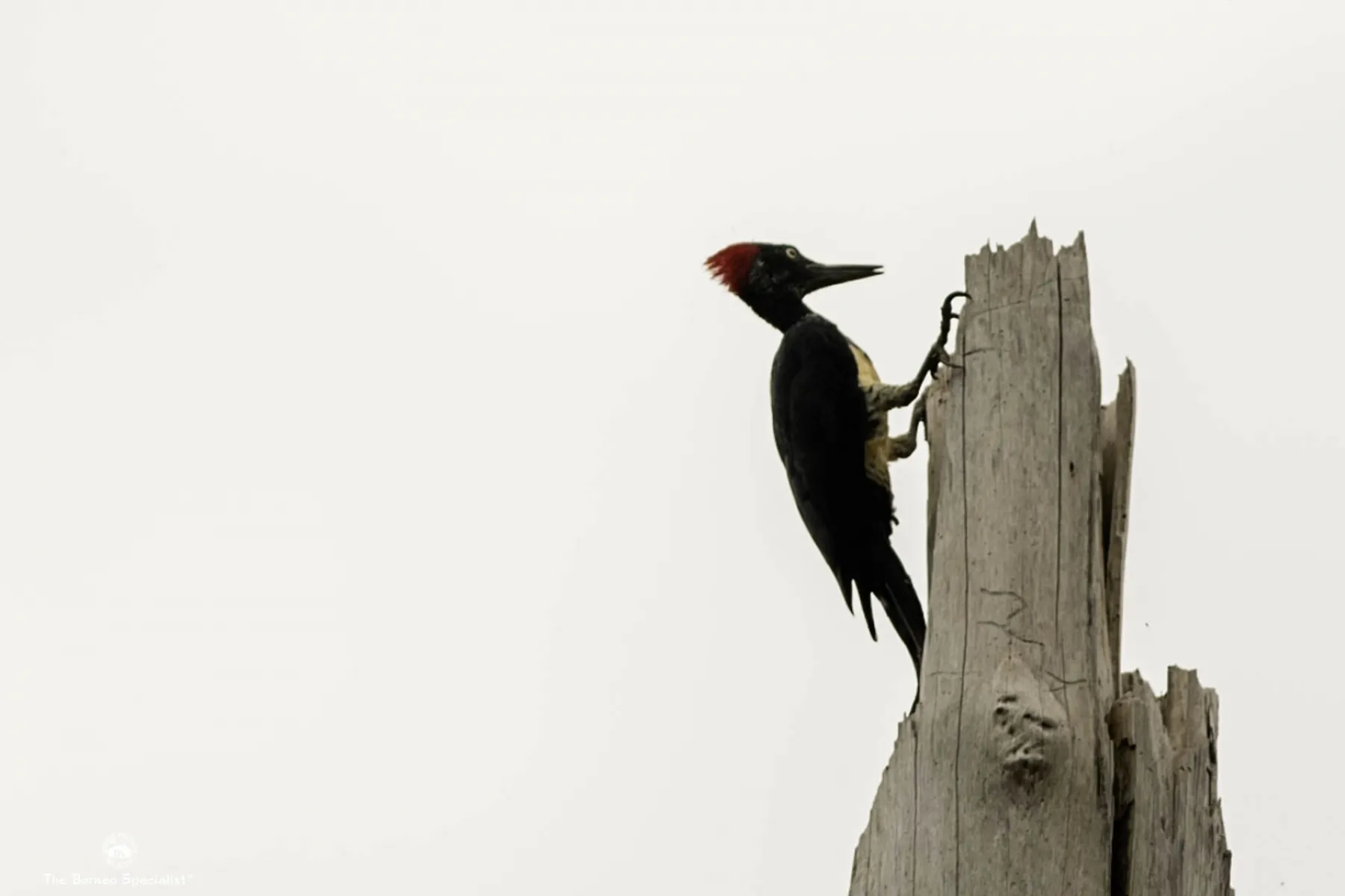 White bellied woodpecker