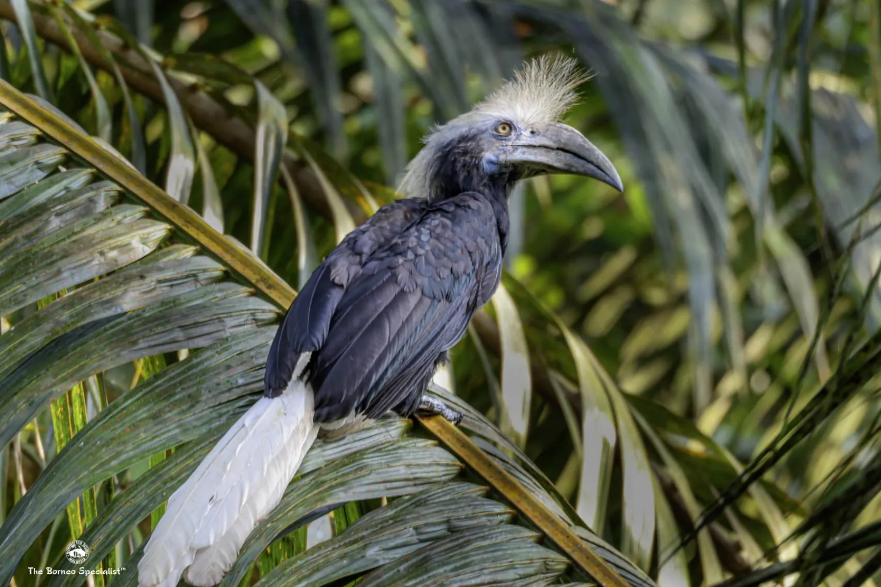 White crowned hornbill