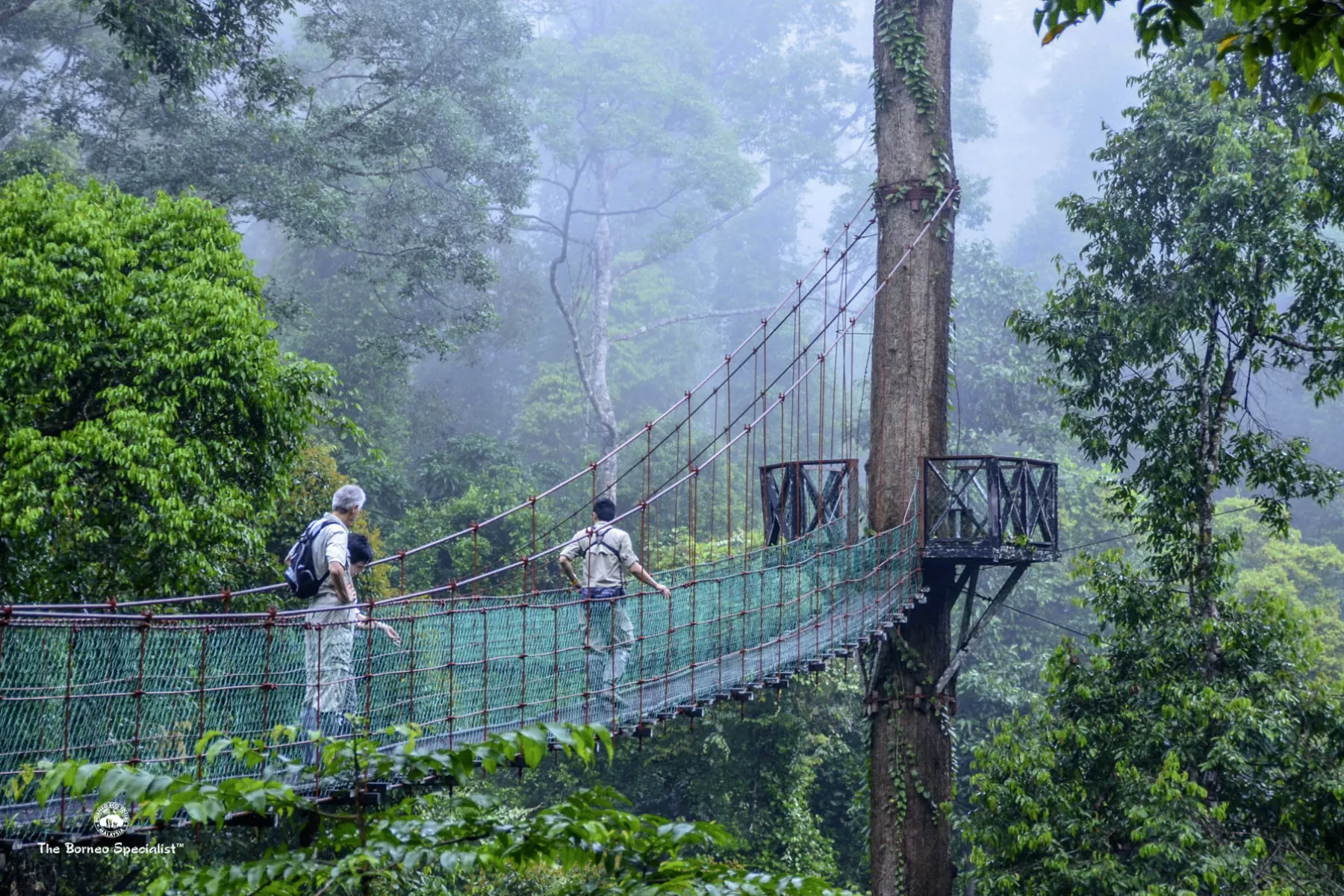 The canopy walkway at Borneo Rainforest Lodge