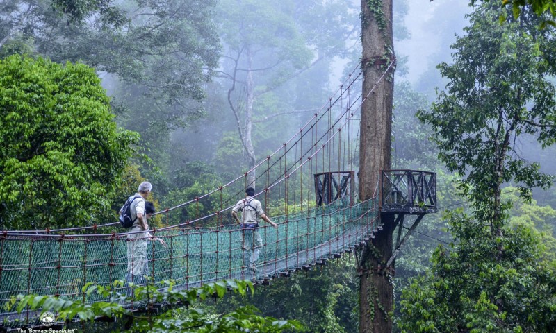 Explore the Canopy Walkway