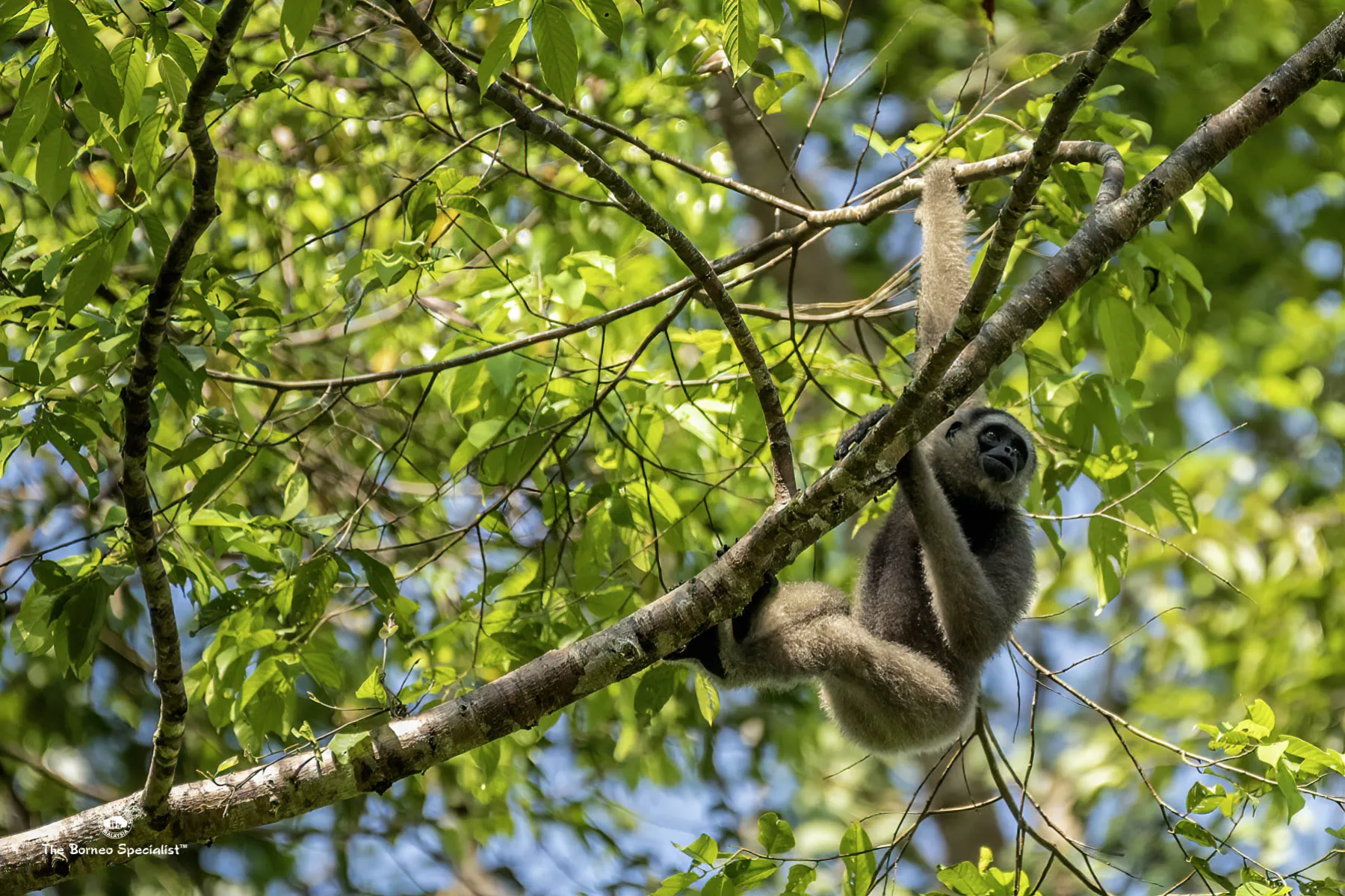 Bornean gibbon