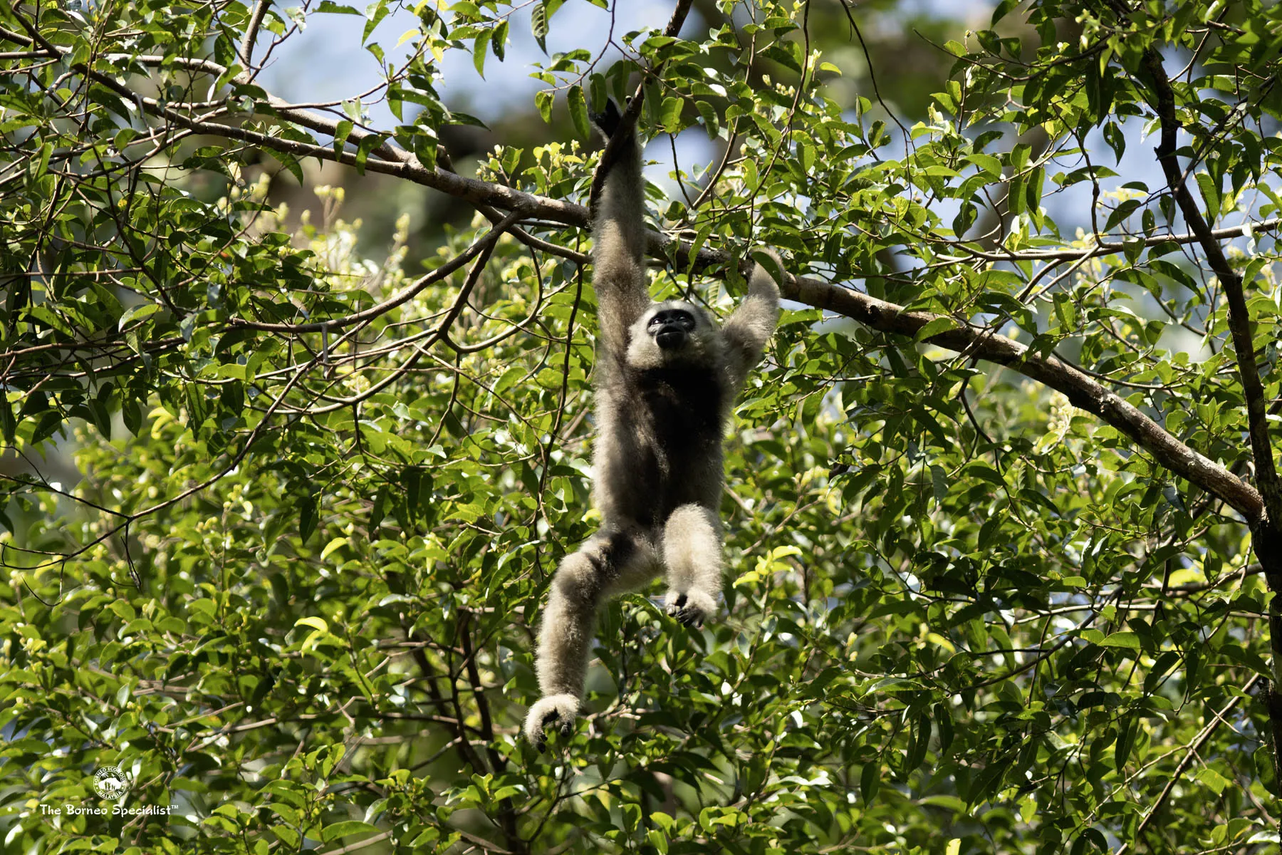 Bornean gibbon