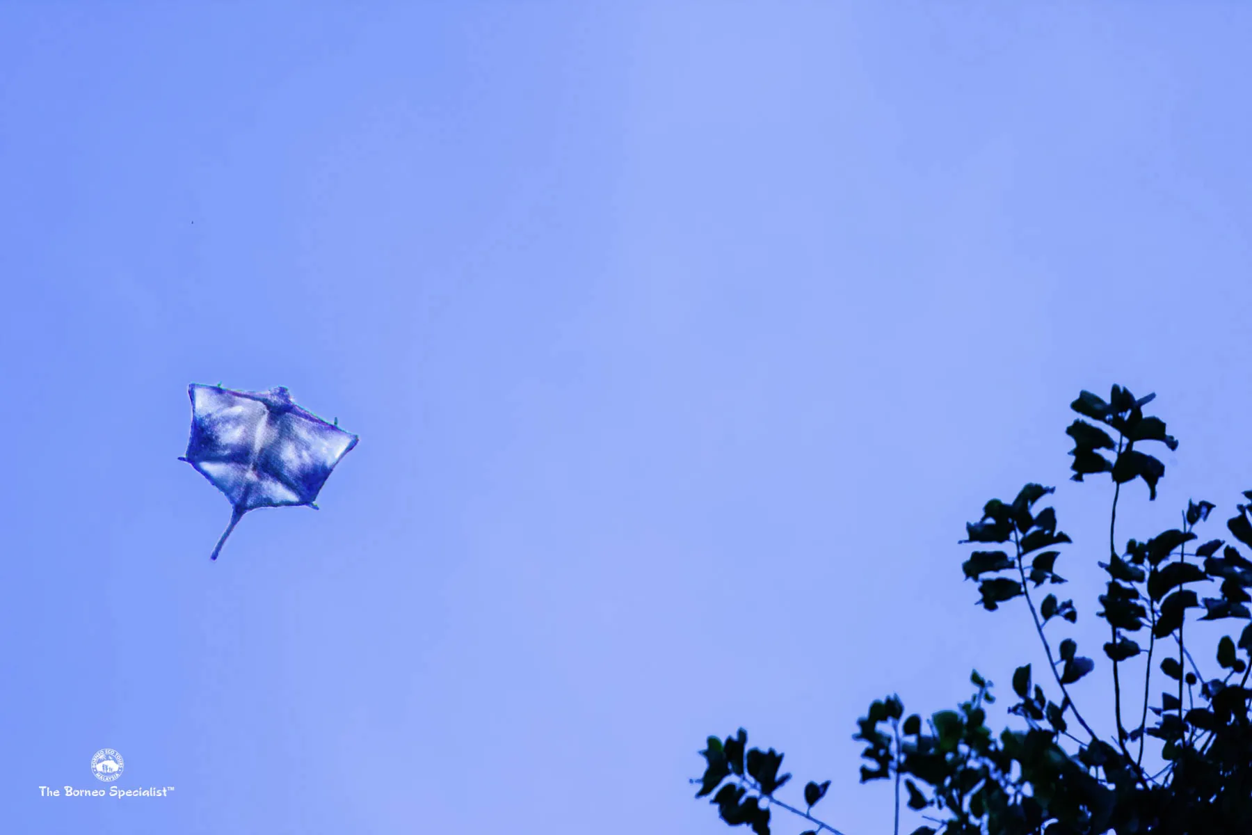 flying squirrel