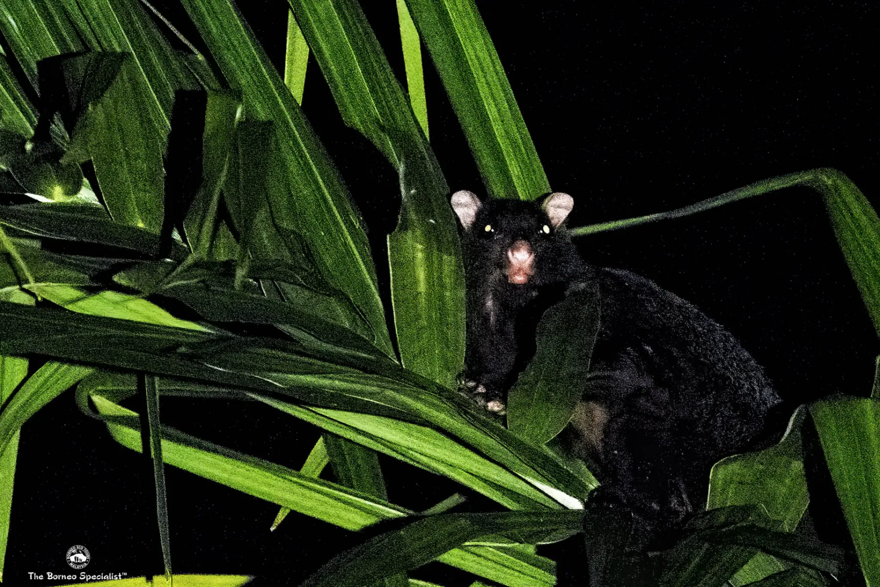 Giant black squirrel