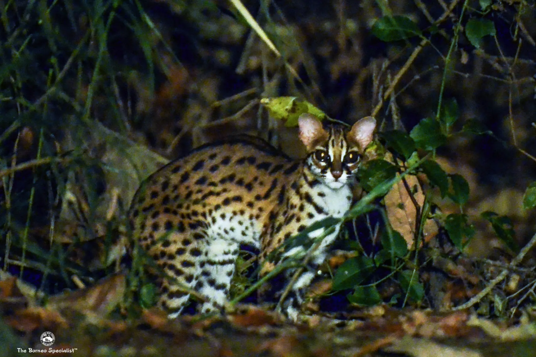leopard cat