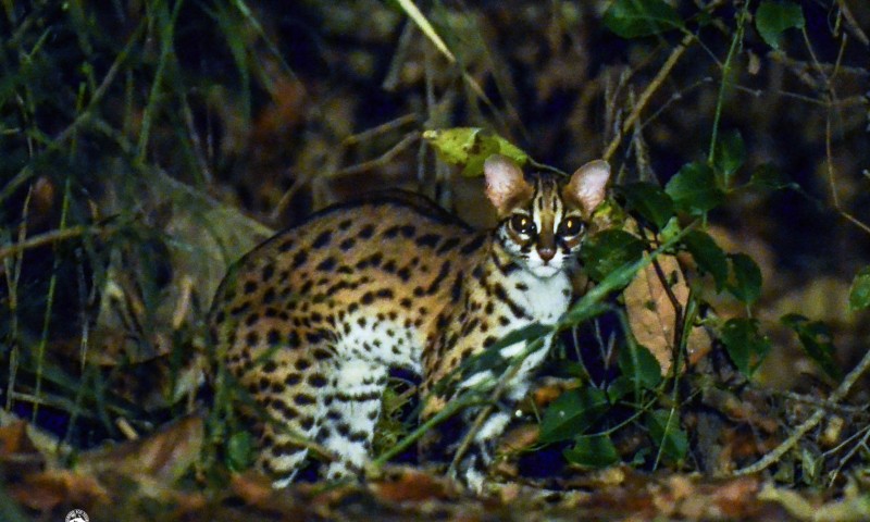 Lush Biodiversity