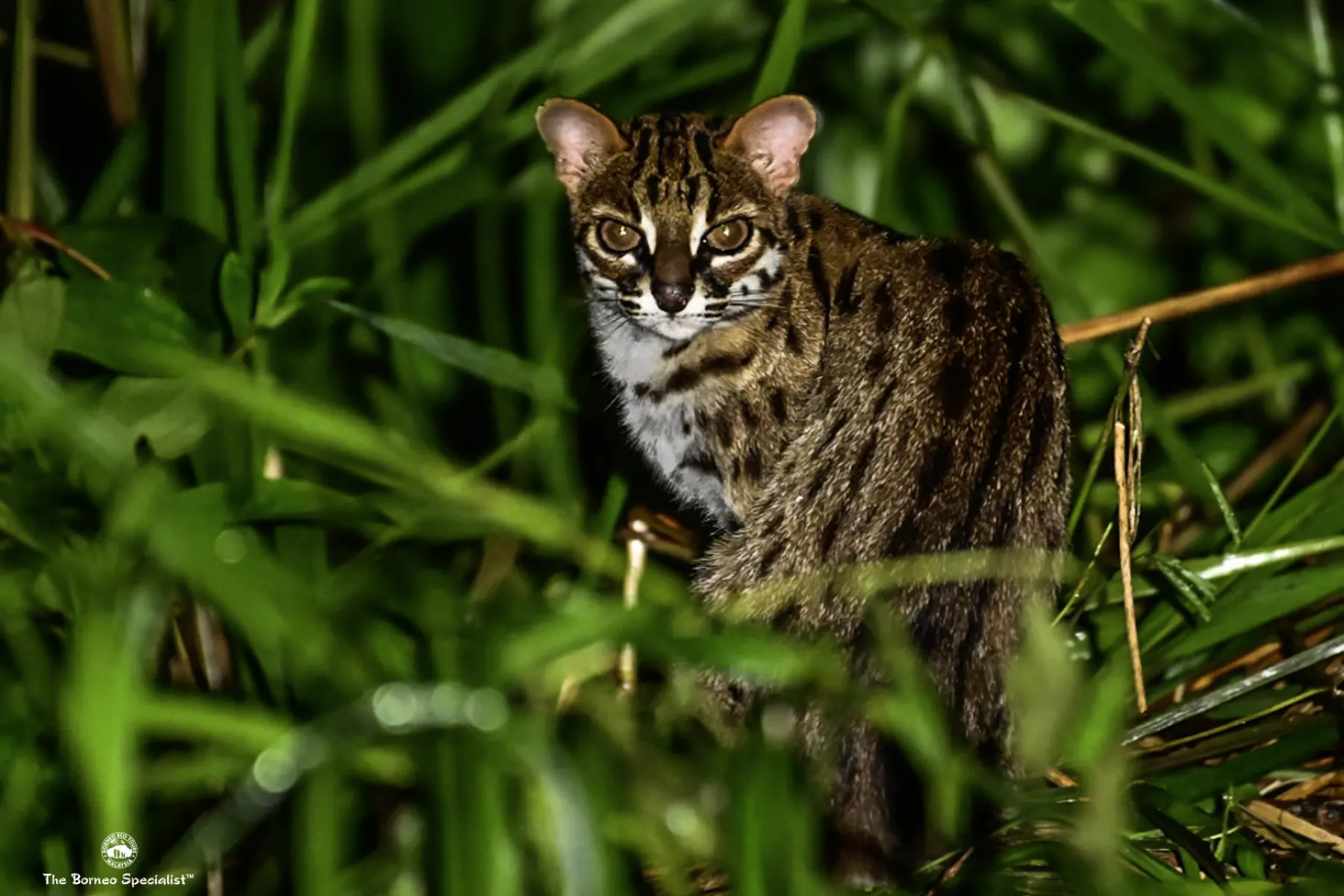 Leopard cat