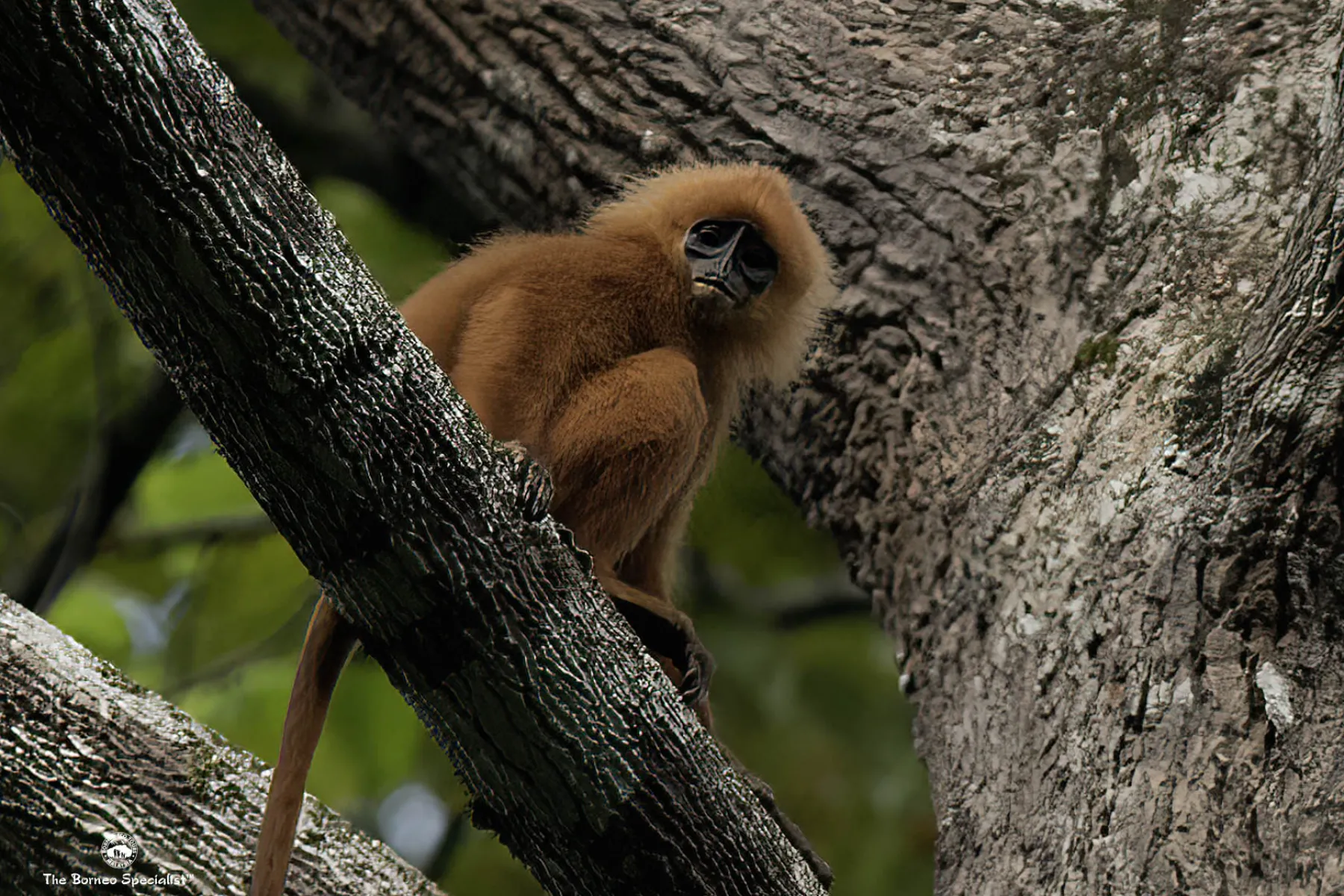 Maroon langur