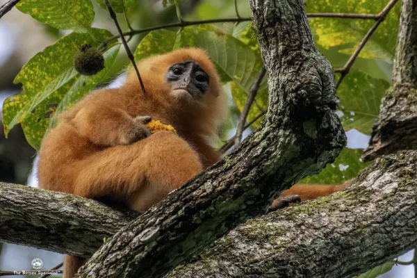 Danum Valley Field Centre - Day 2