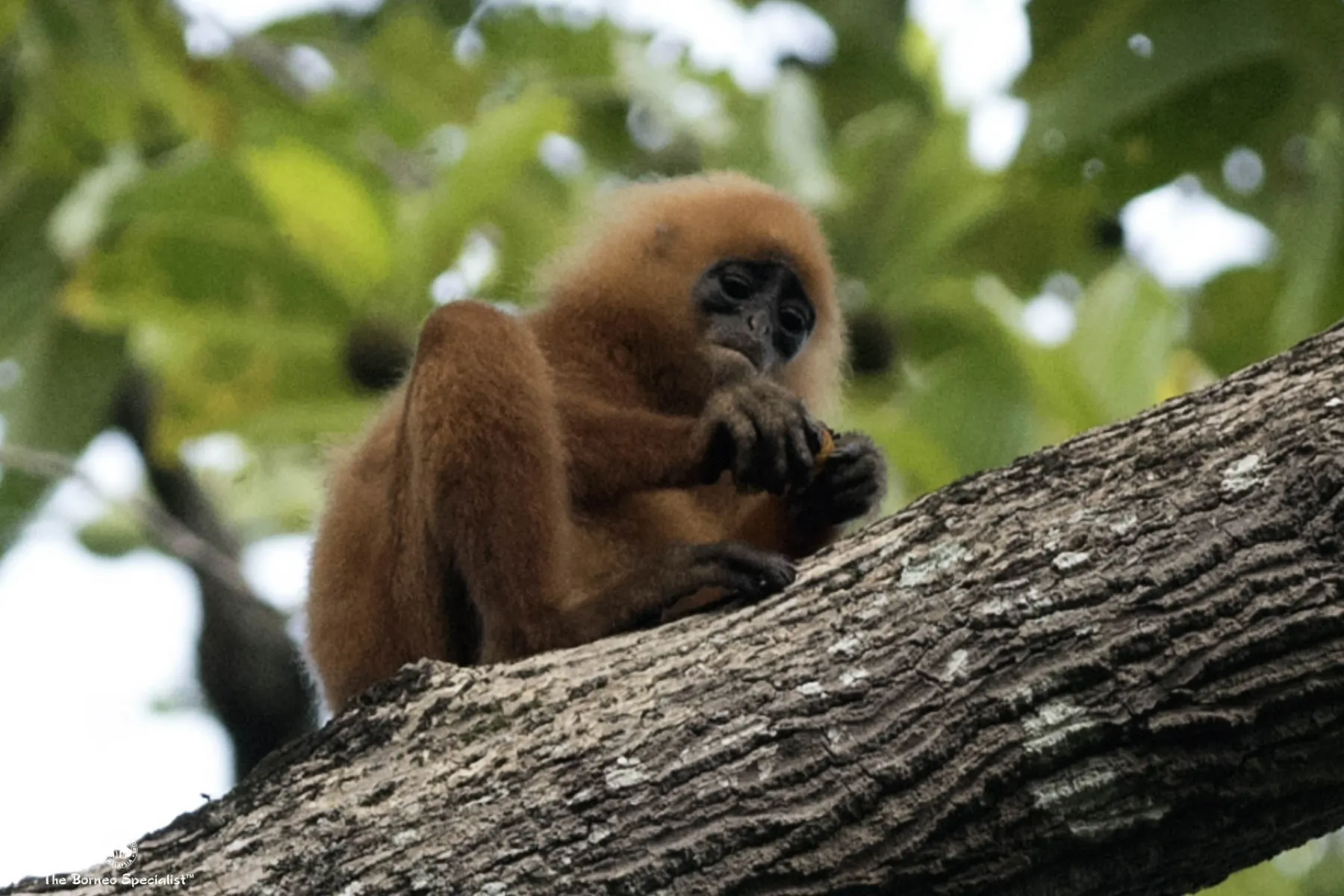 Red leaf monkeys at Danum Valley