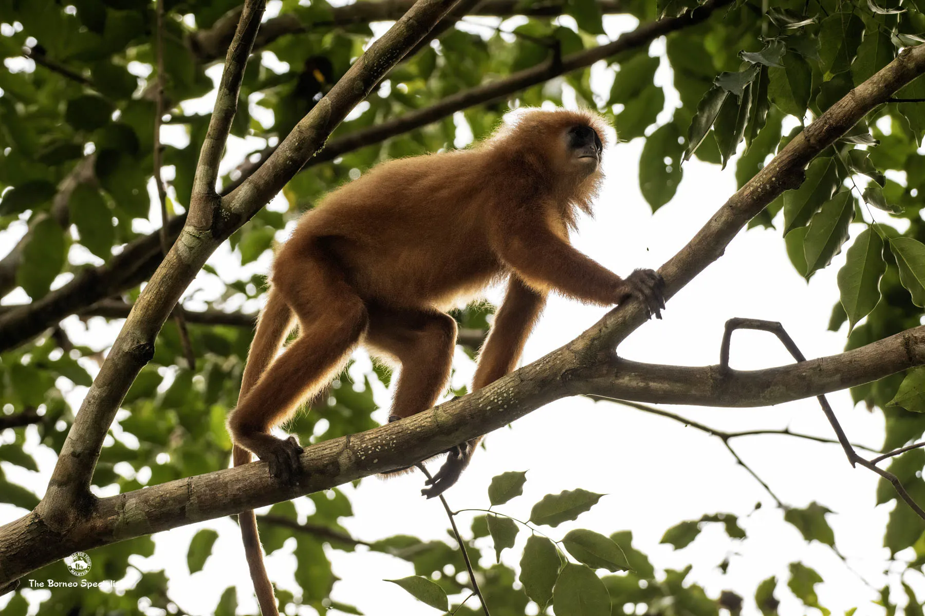 Maroon langur