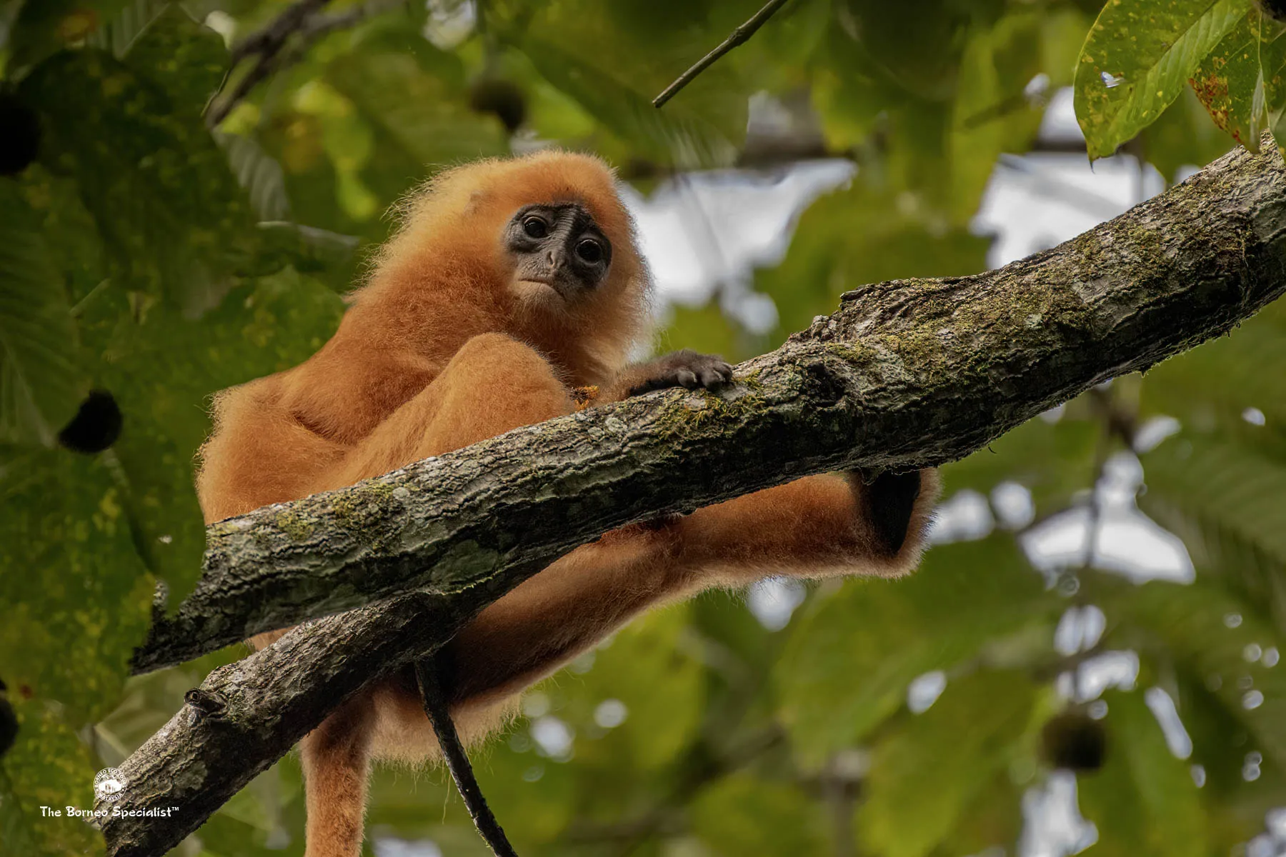 Maroon langur