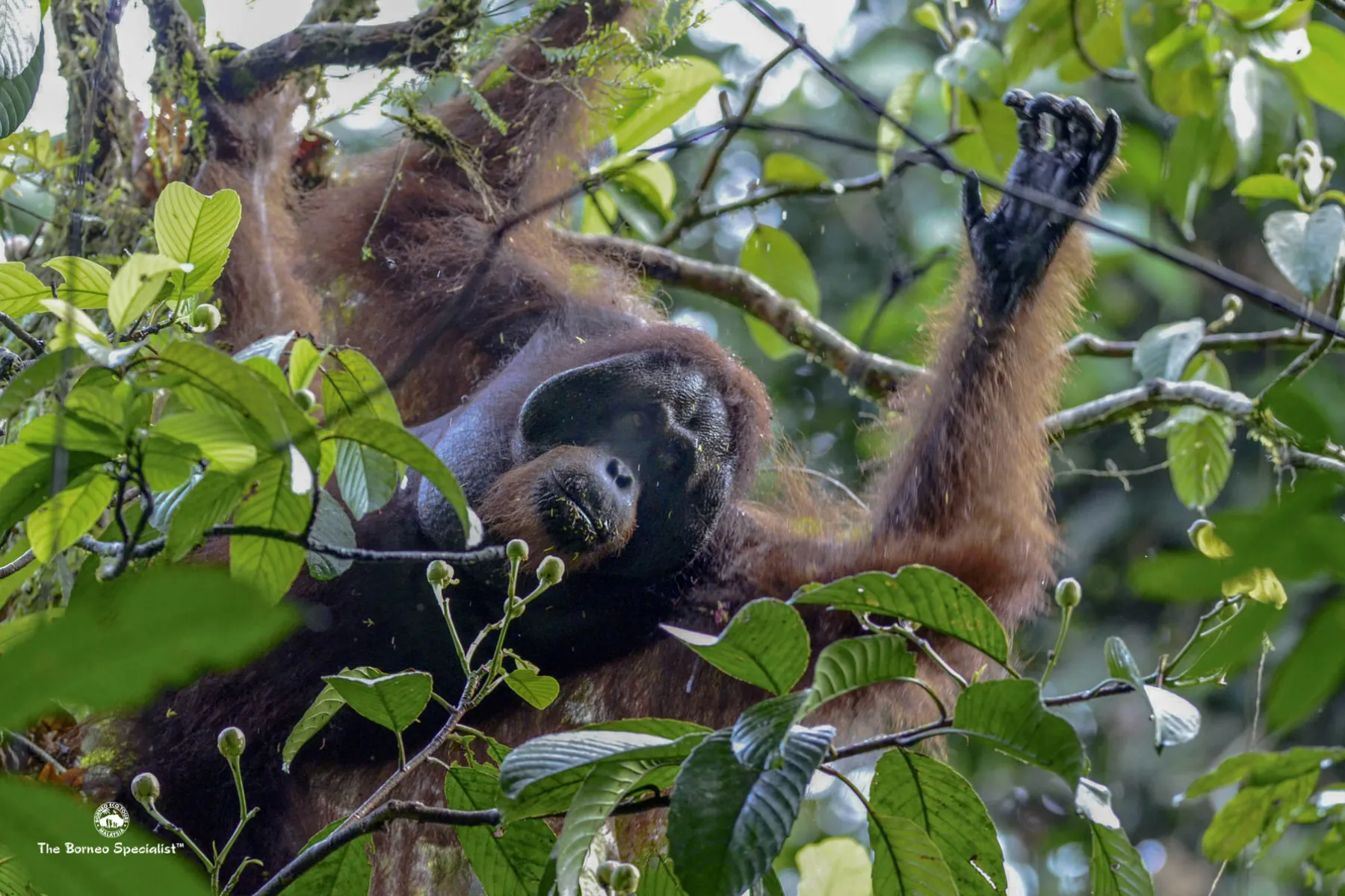 Wild orang utan