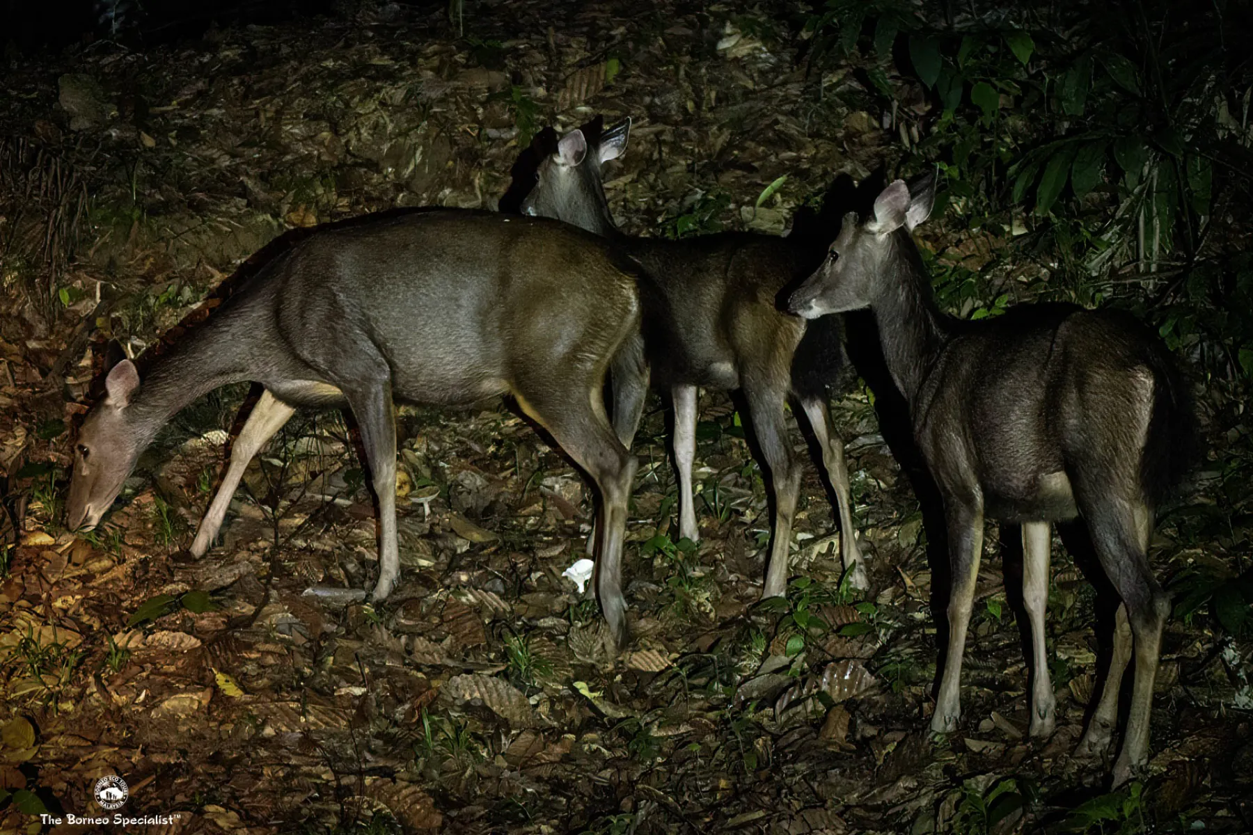 Sambar deer