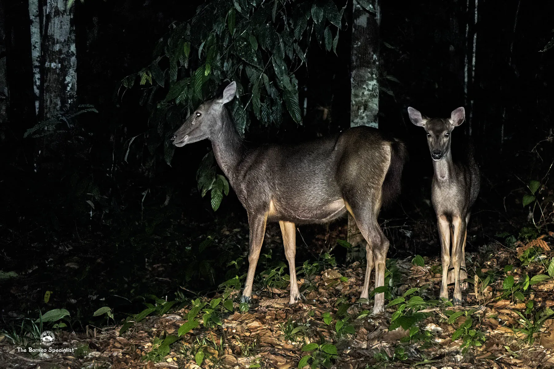 Sambar deers
