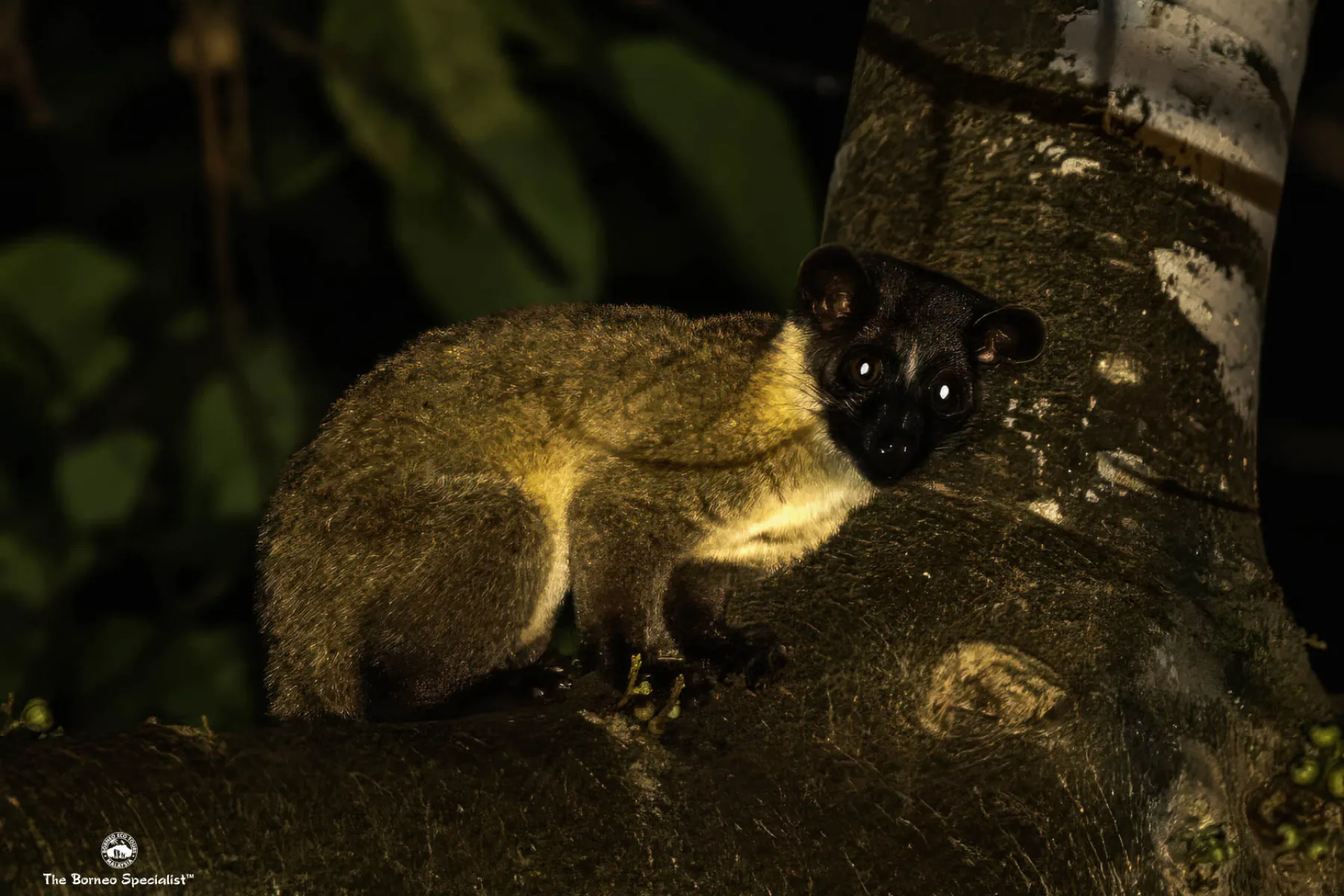 small toothed palm civet