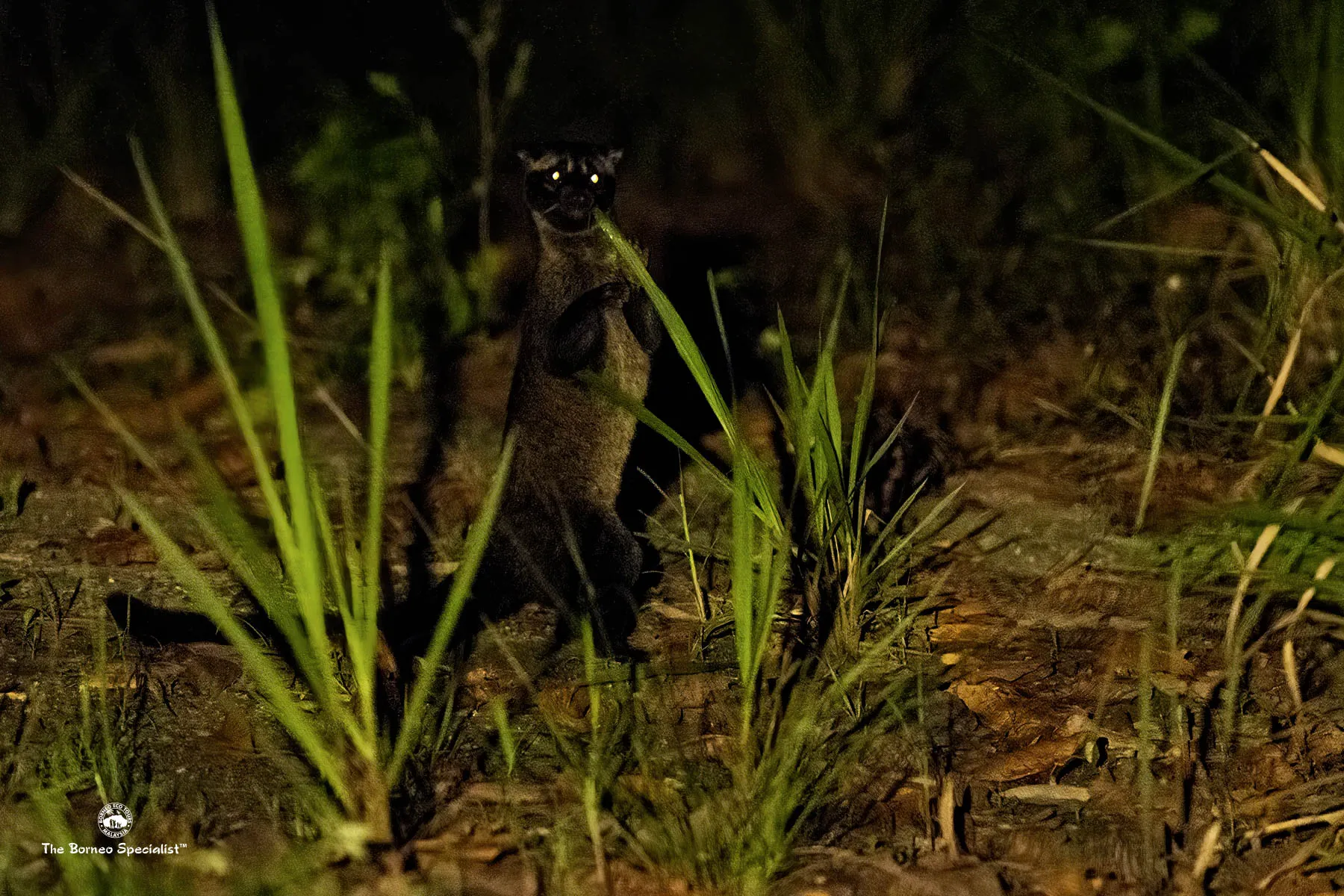 Small toothed palm civet
