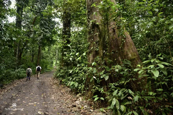 Borneo Rainforest Explorer - Day 2