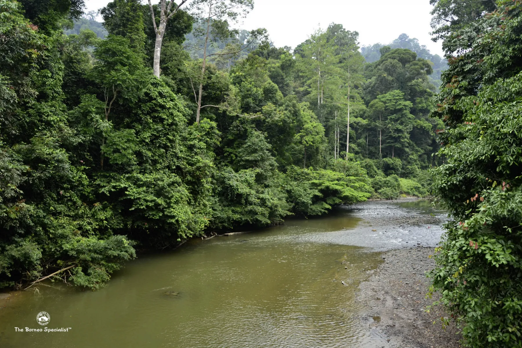 Borneo Rainforest