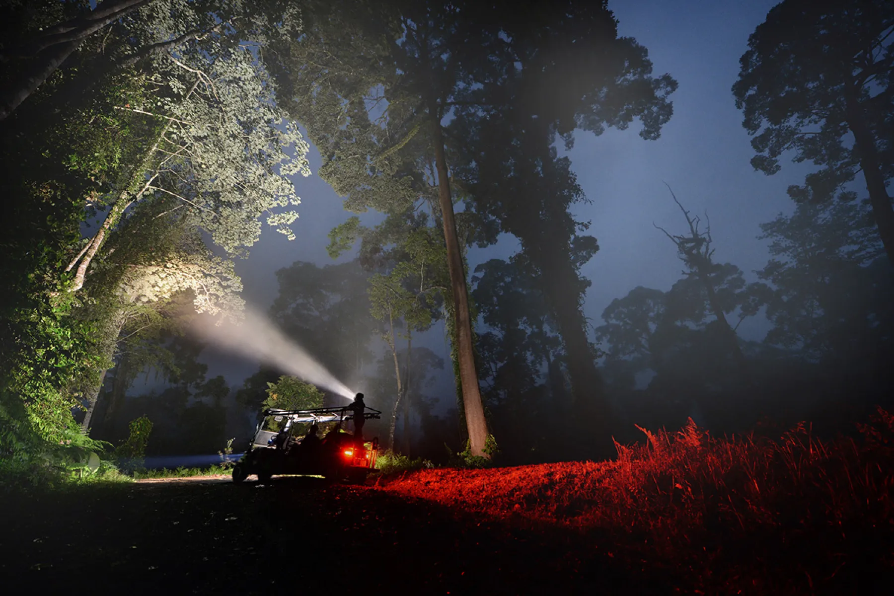 Night spotting