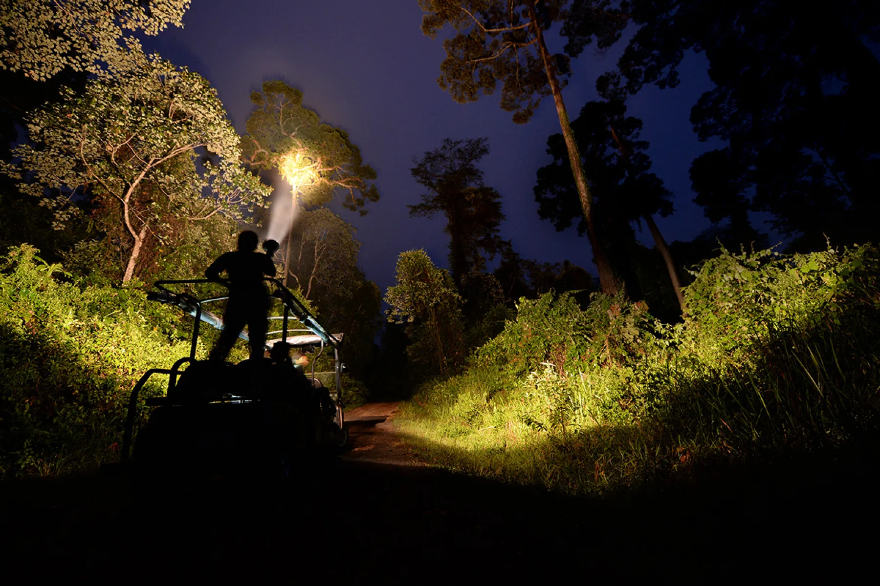 Night tour