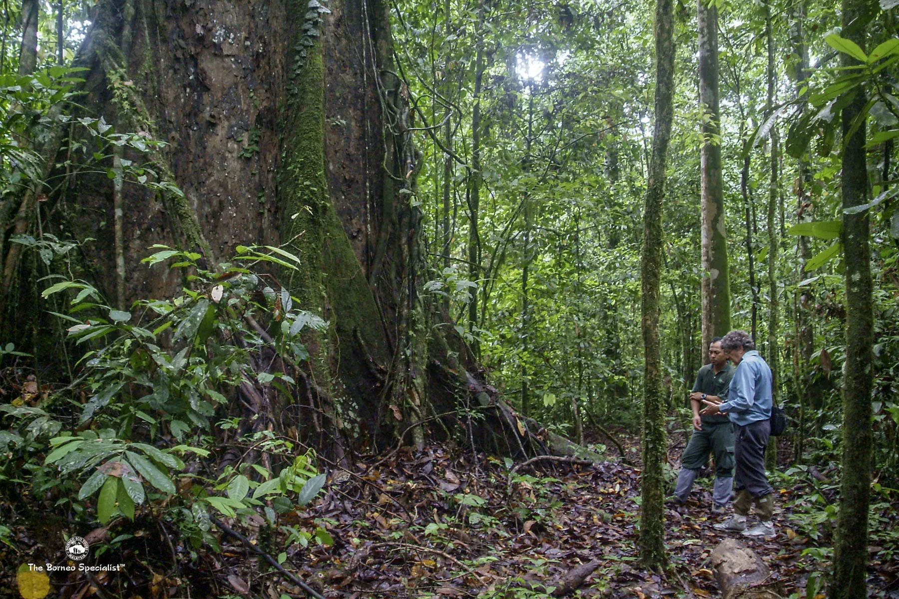 Rainforest hiking