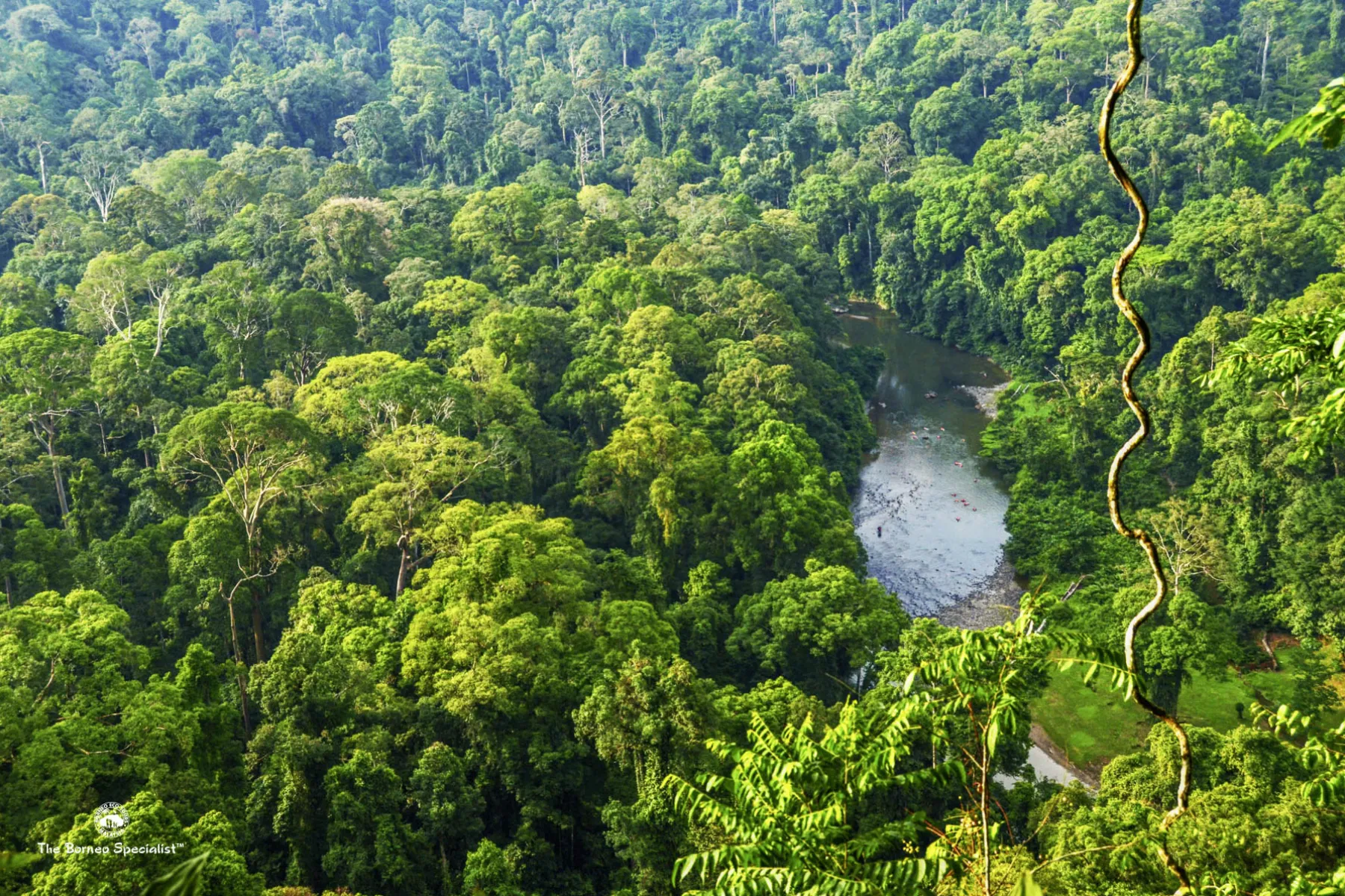 View of the rainforest from the escarpment