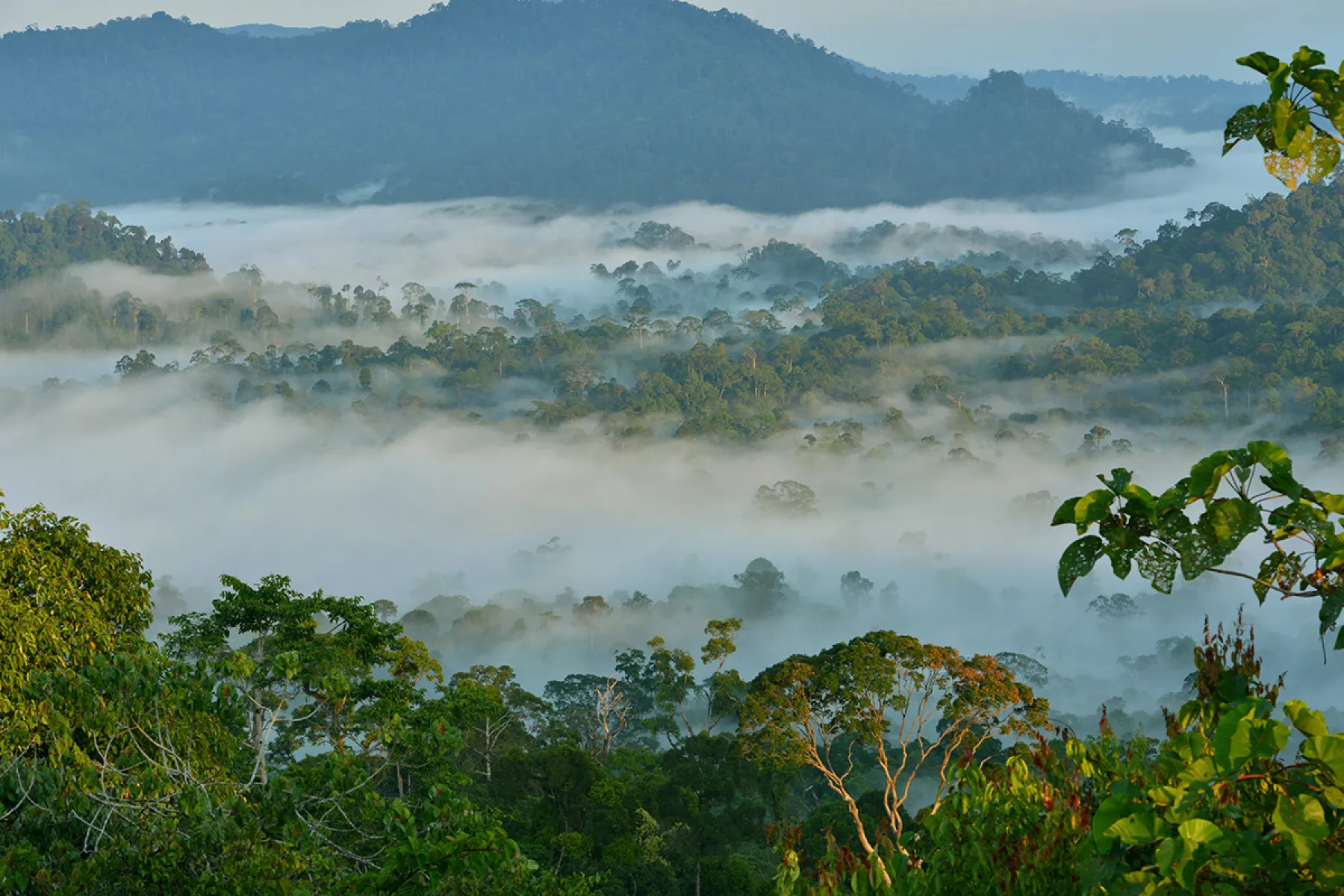Rainforest in the mist