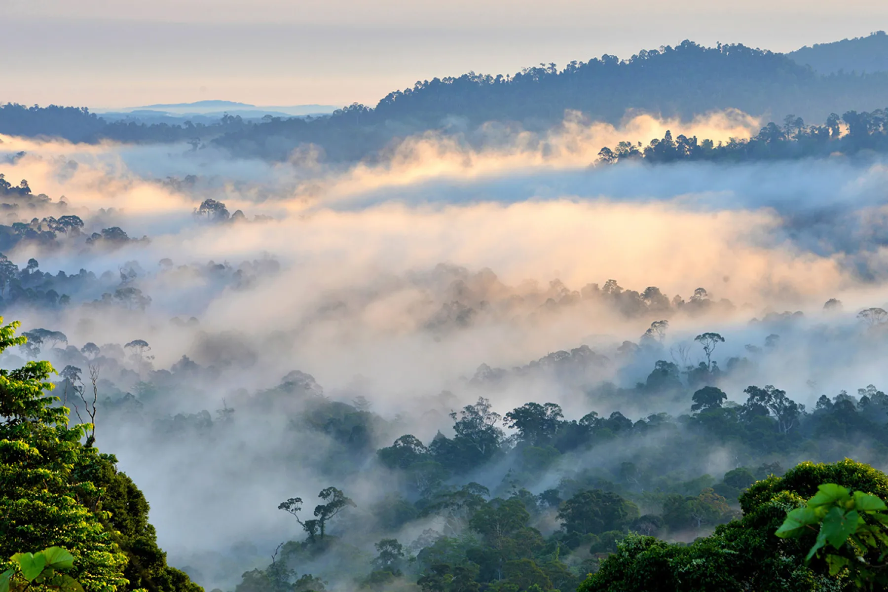 Danum Valley shrouded in mist