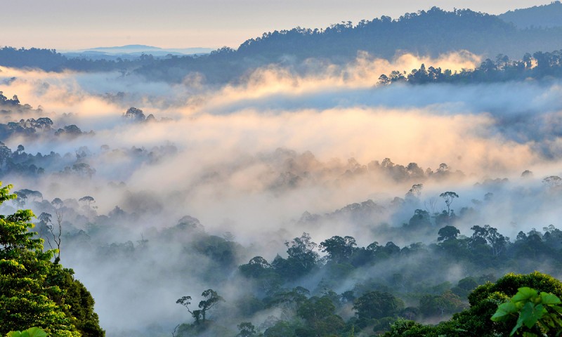 Ancient Rainforest of Borneo