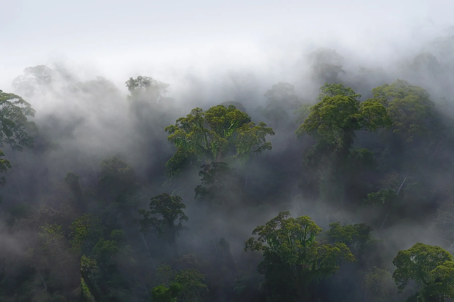 Rainforest in the morning mist