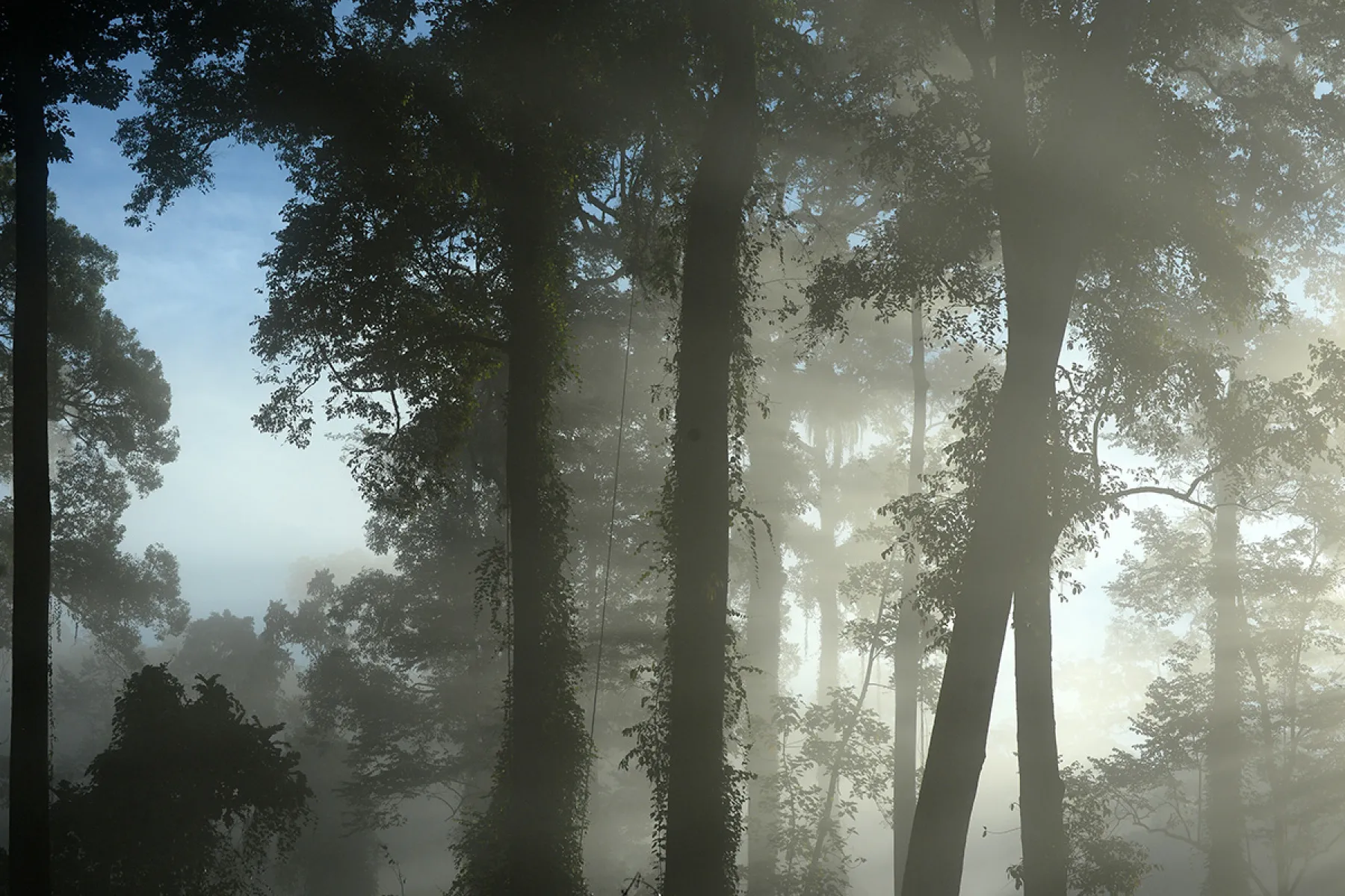 Rainforest in the mist
