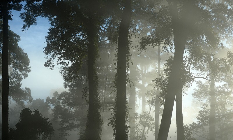 Ancient Rainforest of Borneo