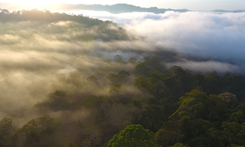 Ancient Rainforest of Borneo