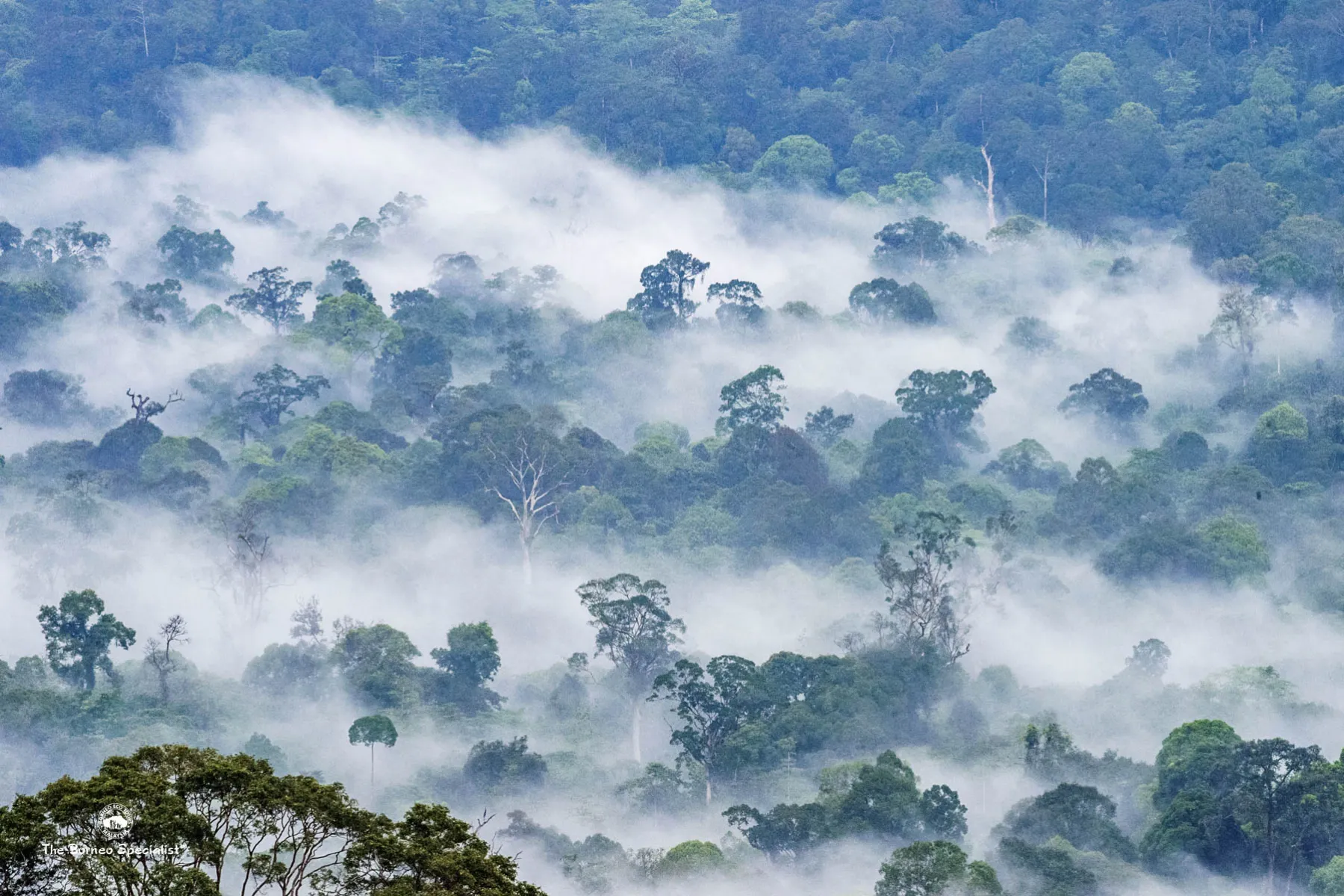 Rainforest panorama