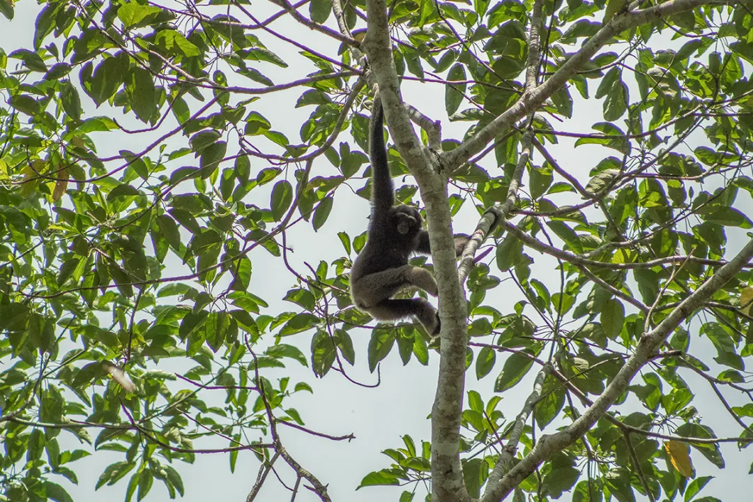 Deramakot Forest Reserve