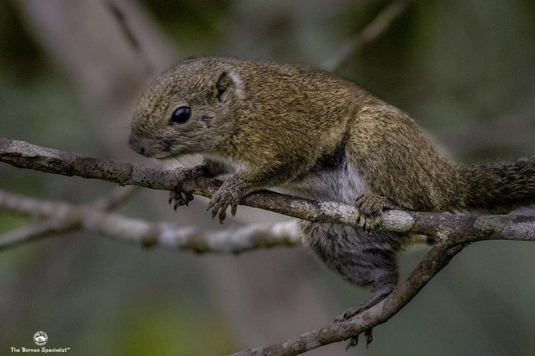 bornean-black-banded-squirrel