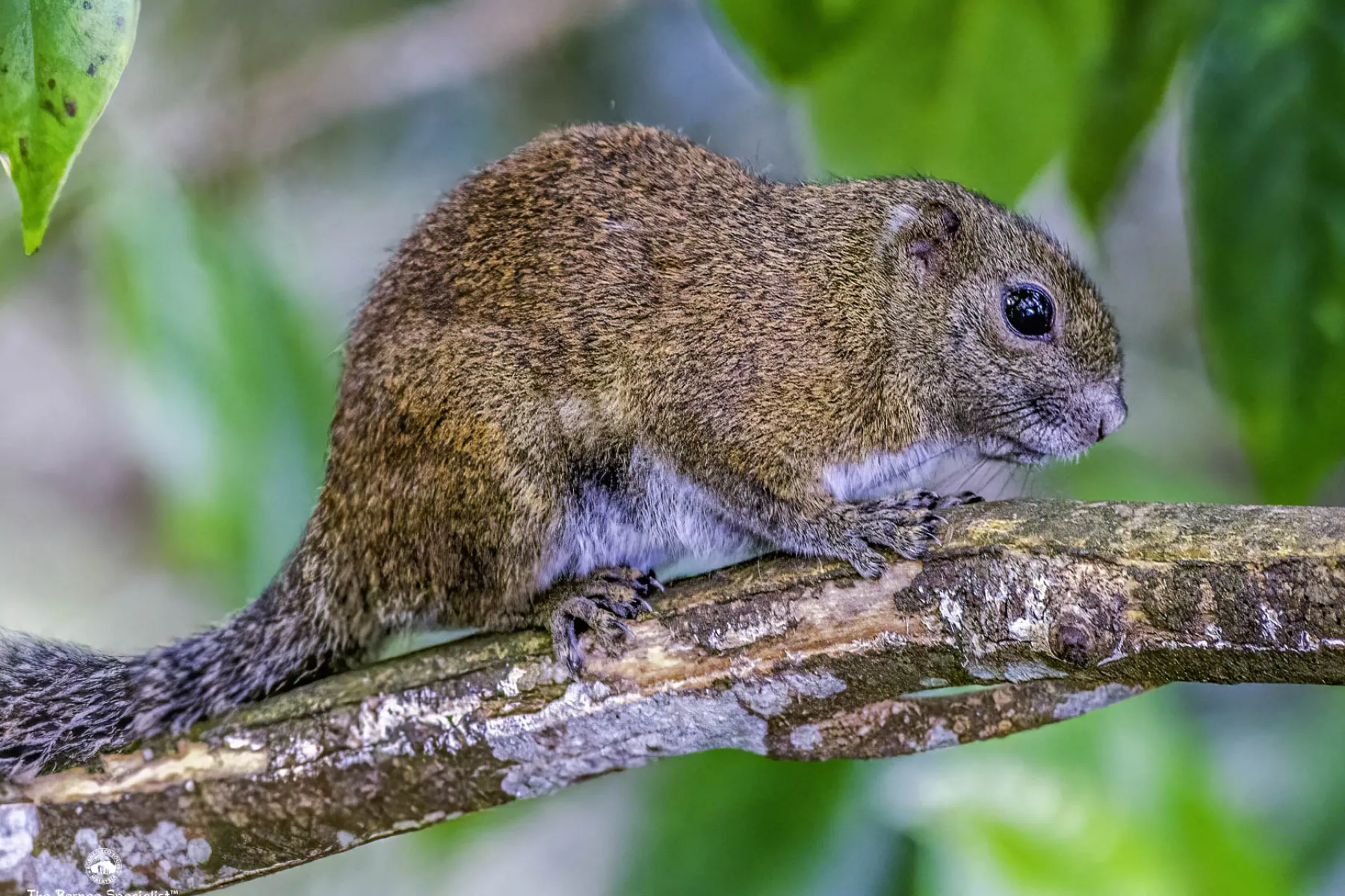 Bornean black banded squirrel