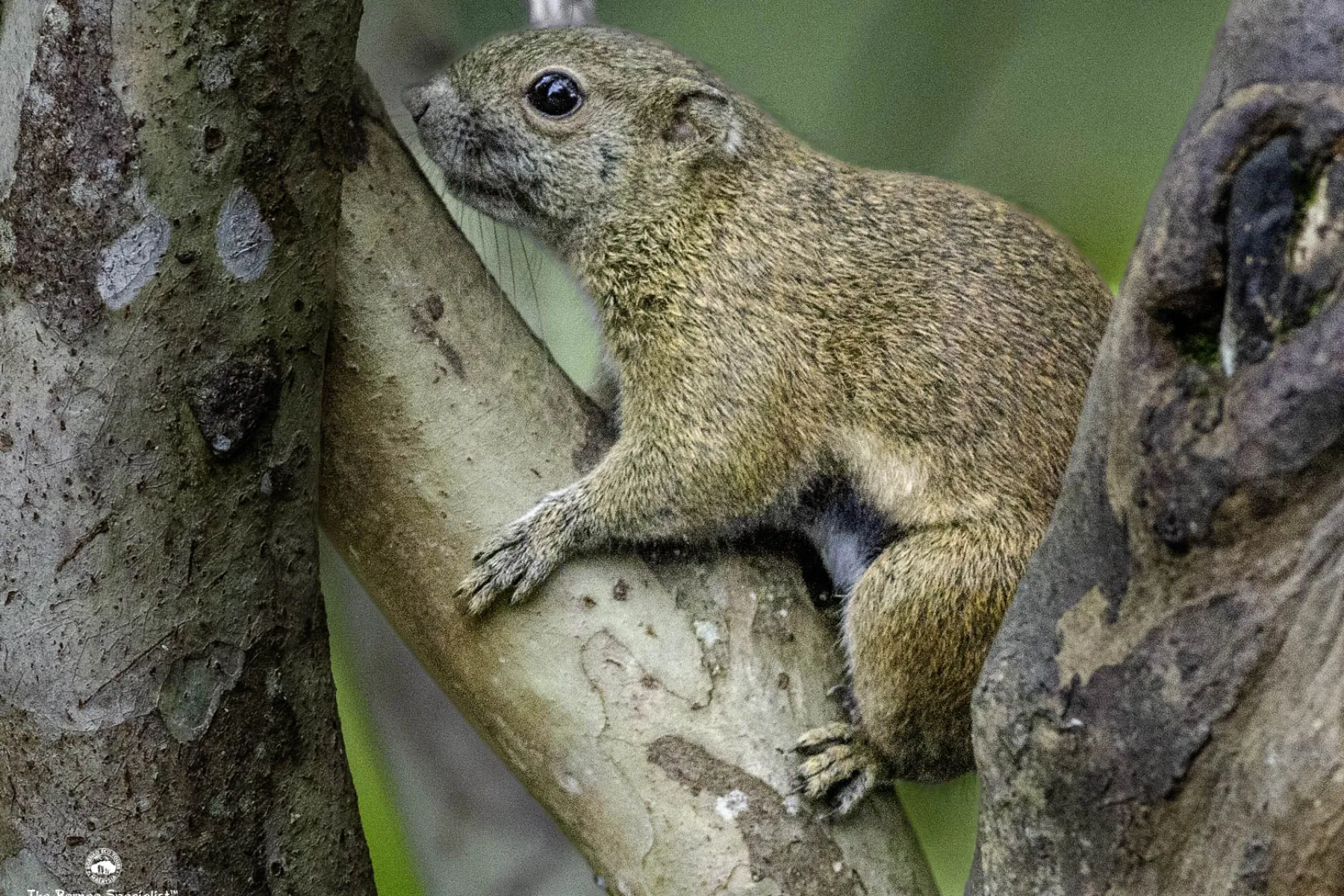 Black banded squirrel