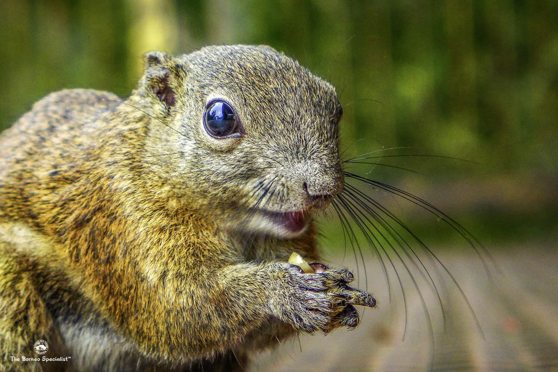 Bornean Black Banded Squirrel