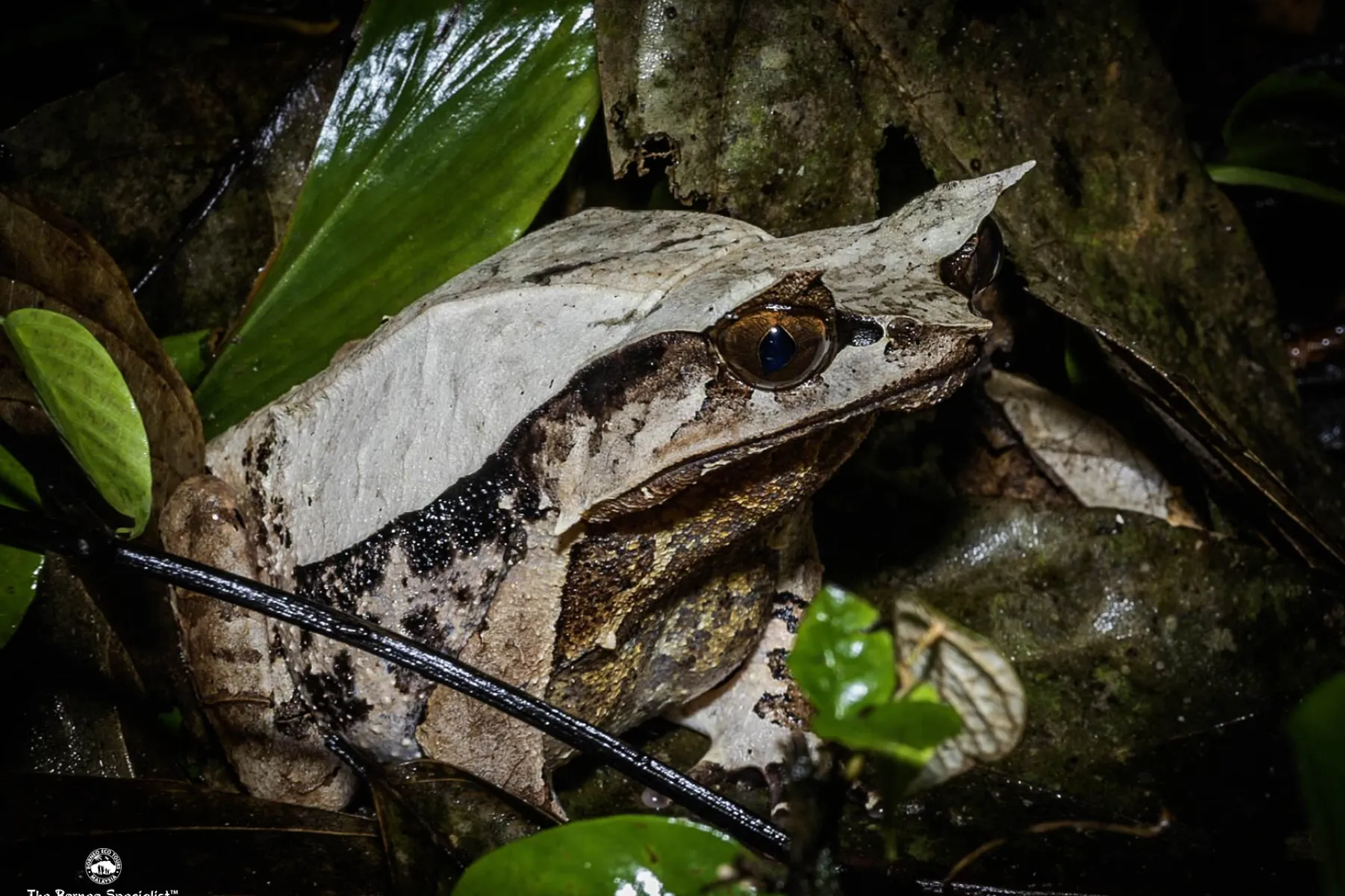 Bornean Horned Frog