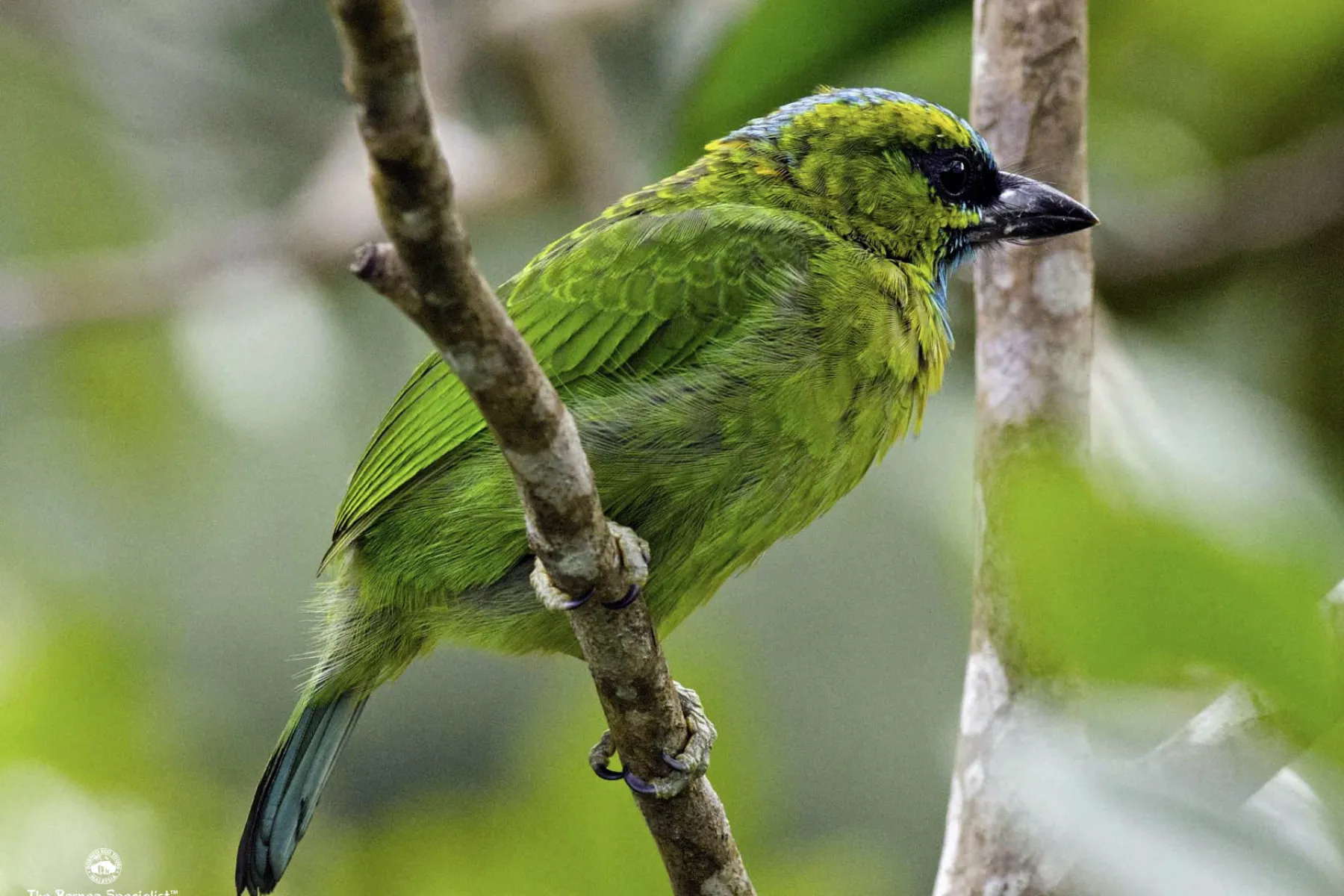 Golden naped barbet