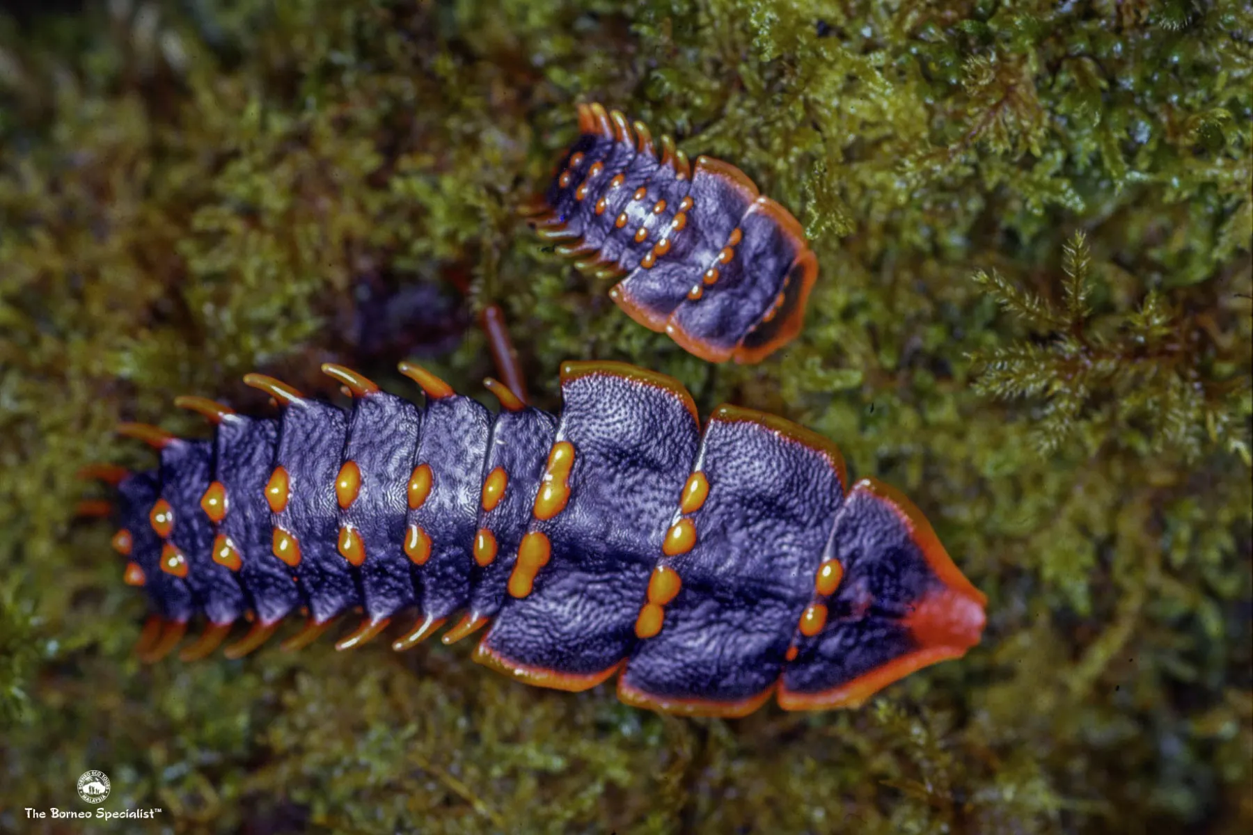 Trilobite beetle
