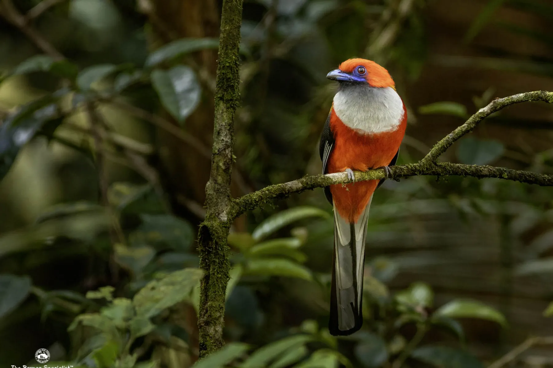 Whitehead trogon