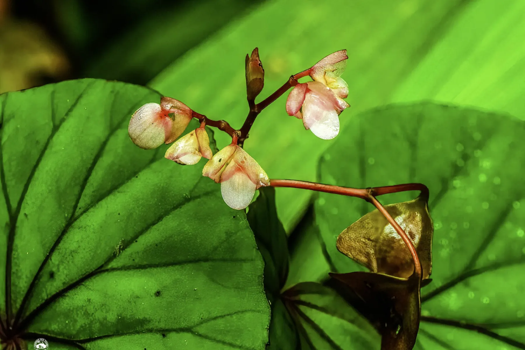 Begonia