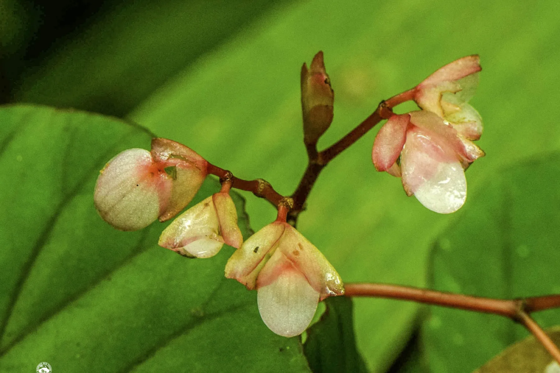 Begonia